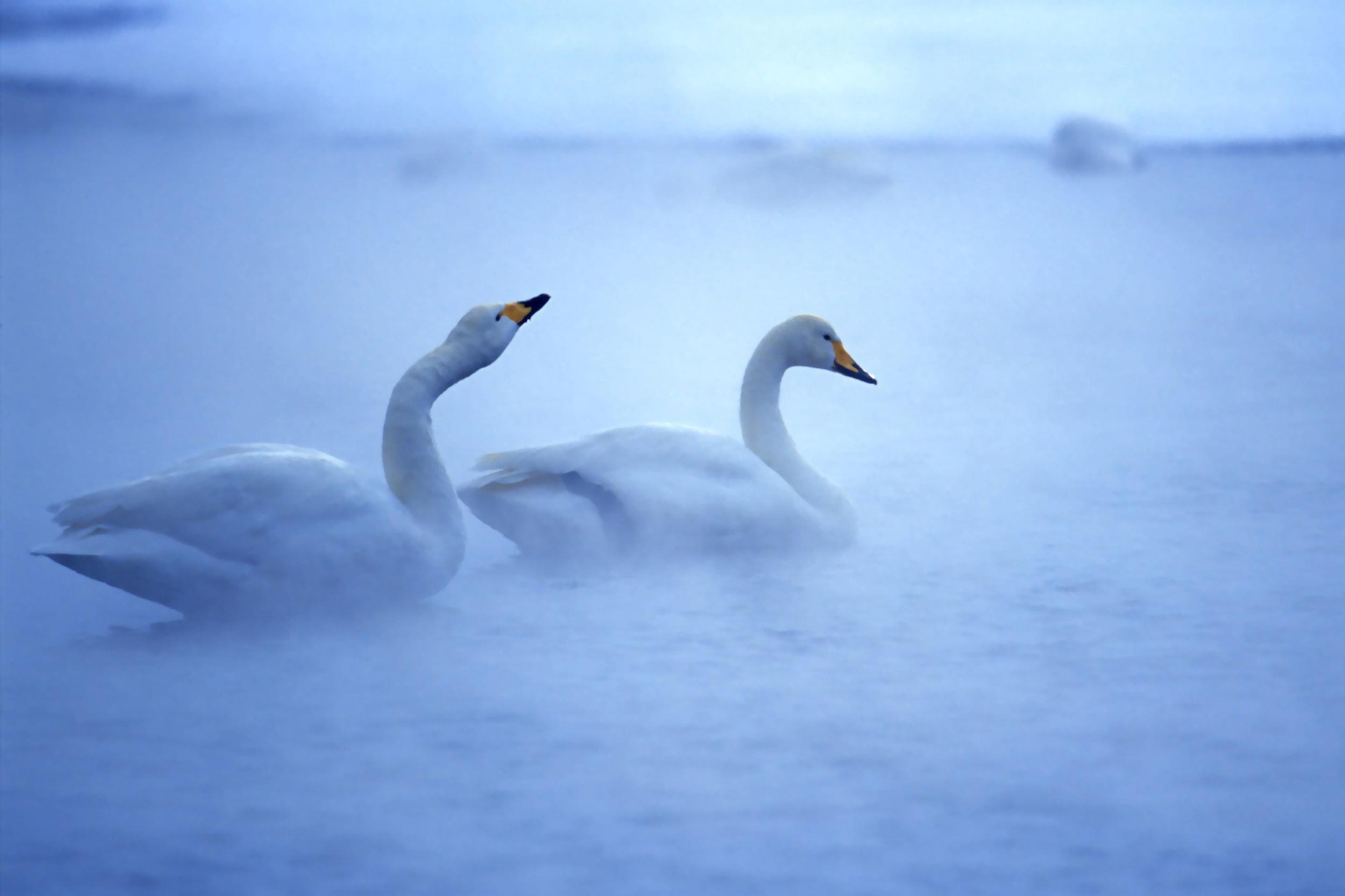 2880x1920 Swan Wallpaper Picture HD Image Free Photo 4K for Android