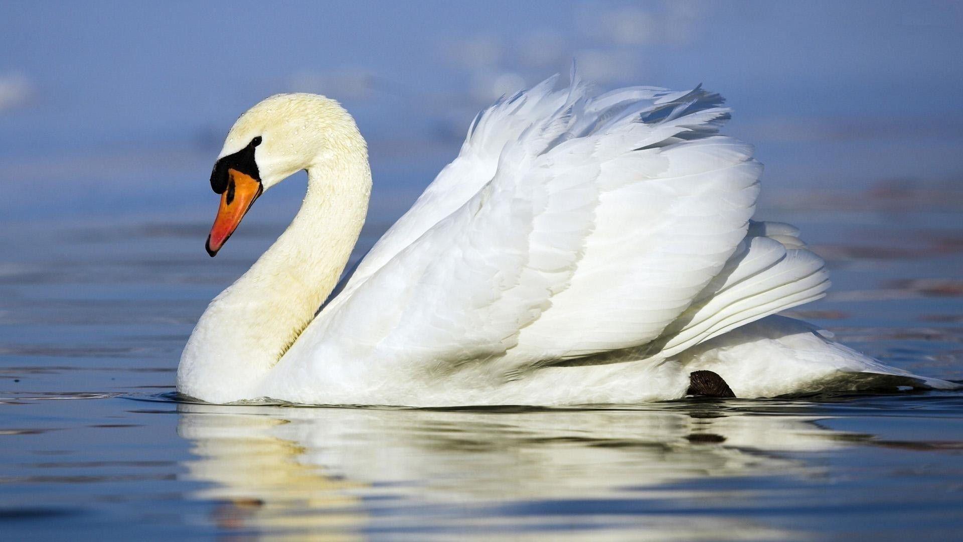 1920x1080 Best Bird Swan Swimming Wallpaper (8 + Image)