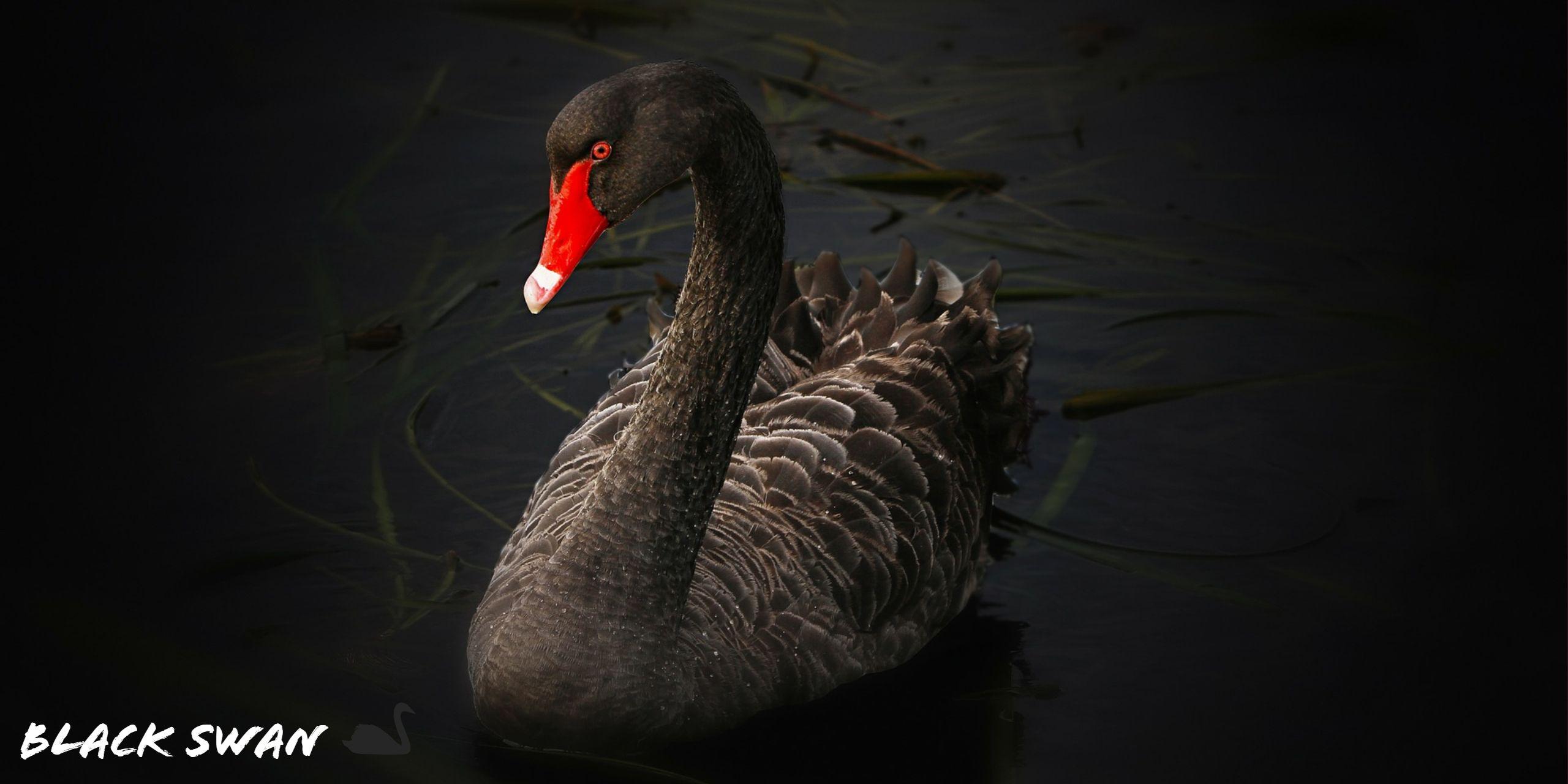 2560x1280 Black Swan HD Wallpaper