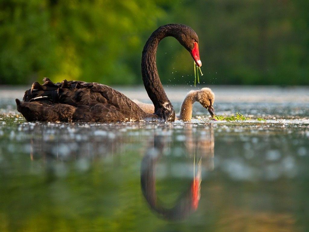 1024x768 Black Swan Wallpaper High Quality