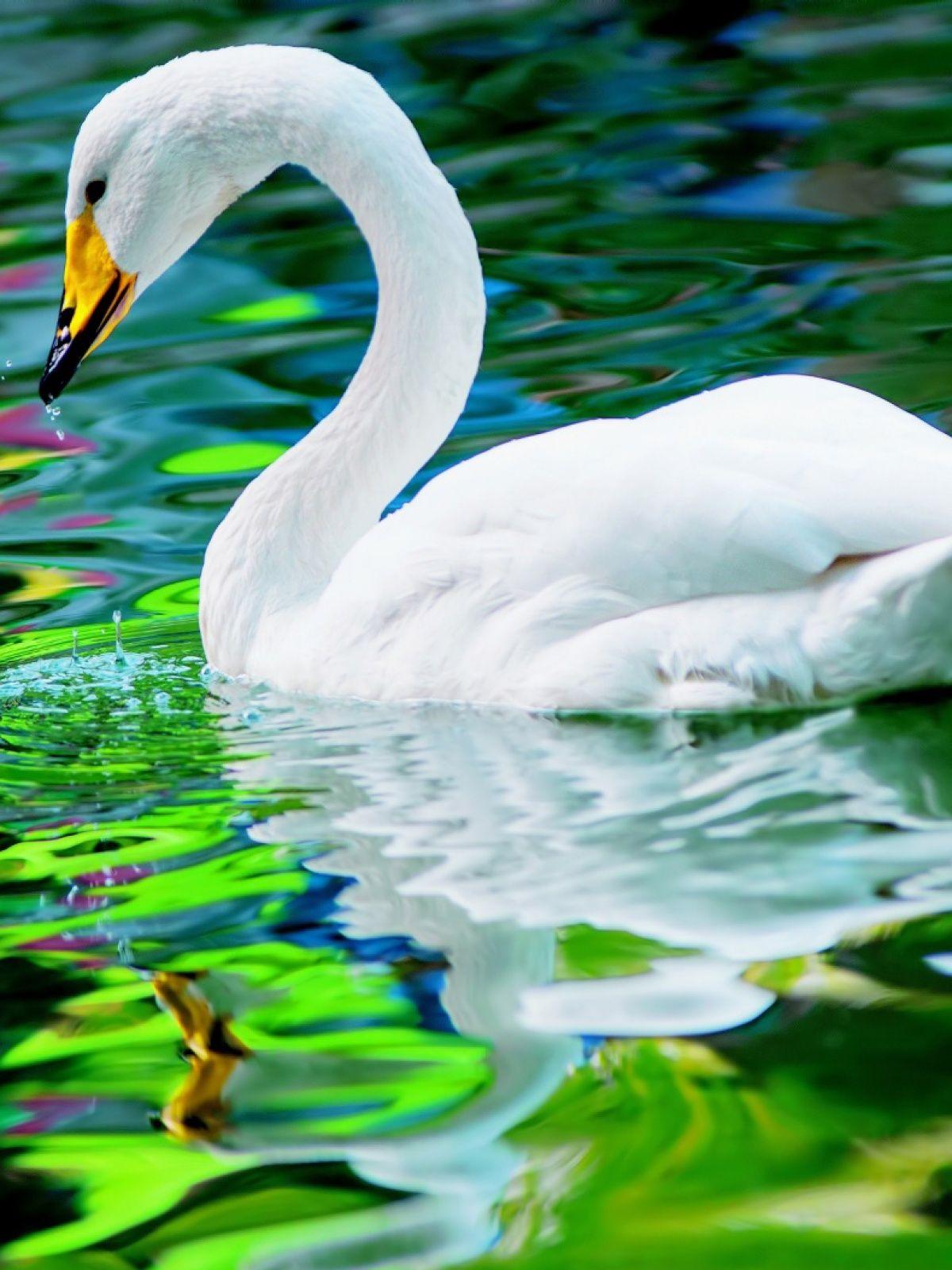 Swan Wallpapers - Top Free Swan Backgrounds - WallpaperAccess