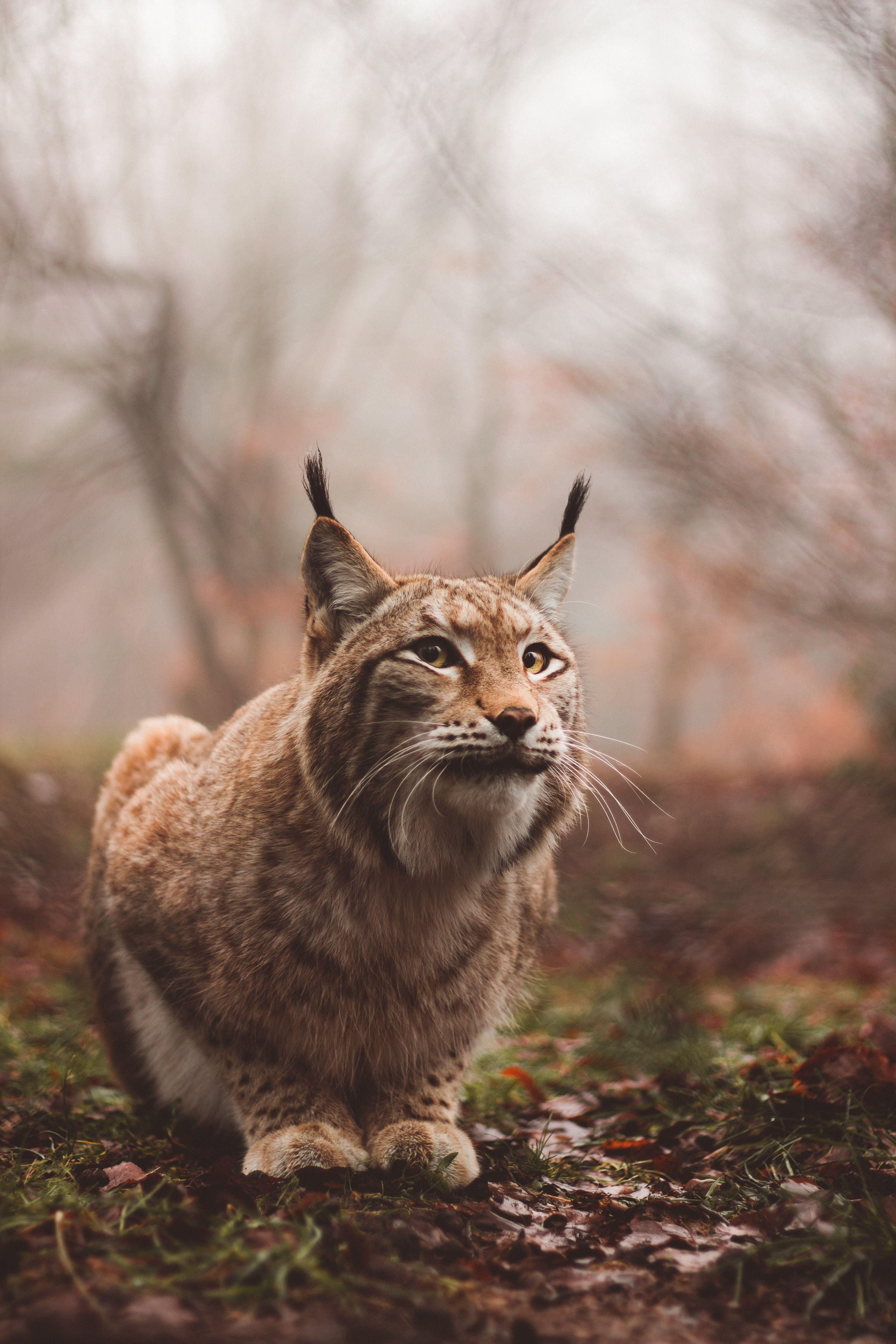 Lynx 4K wallpapers for your desktop or mobile screen free and easy to  download