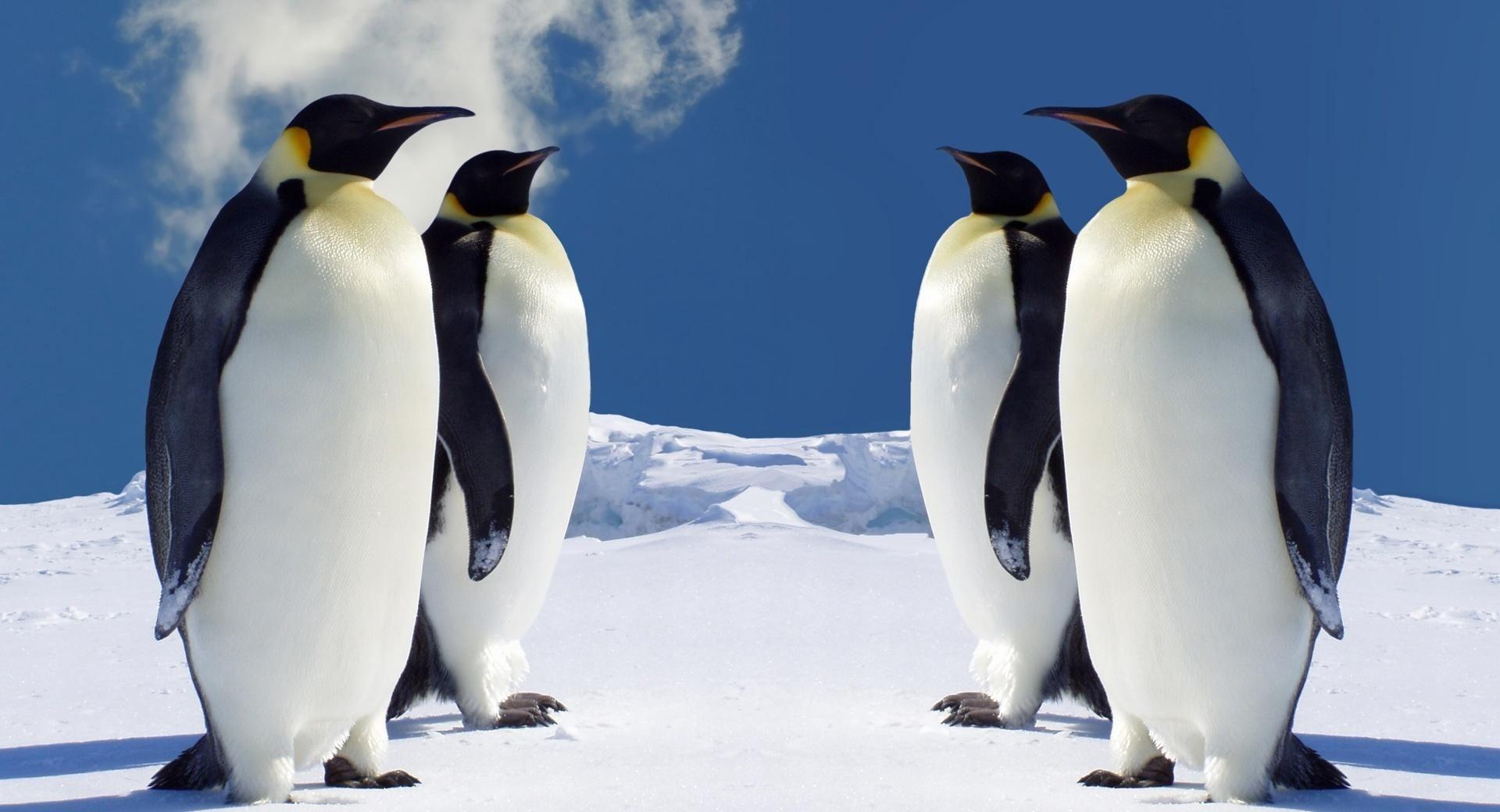 1920x1040 King Penguins Having A Meeting. Animal Wallpaper. Penguin