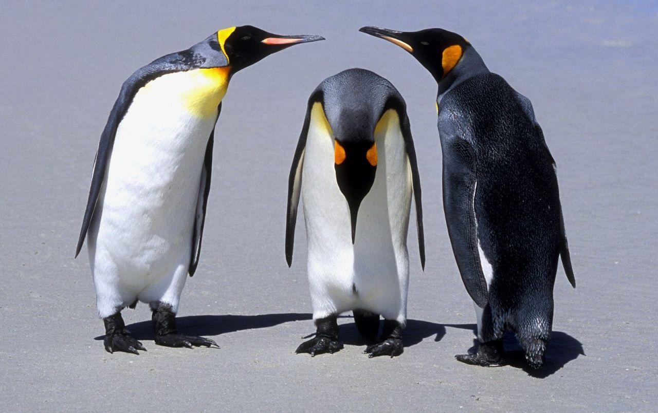 1280x804 Penguins Meeting wallpaper. Penguins Meeting
