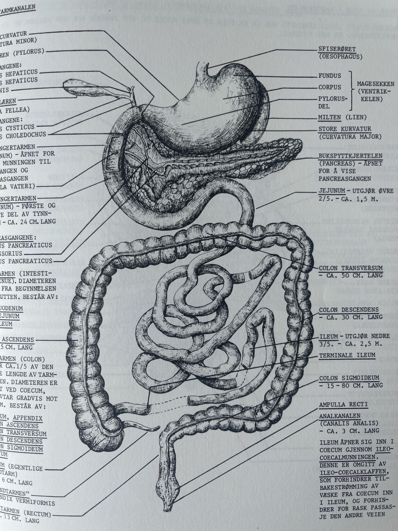 1280x1707 STUDY DIARY OF A MED STUDENT