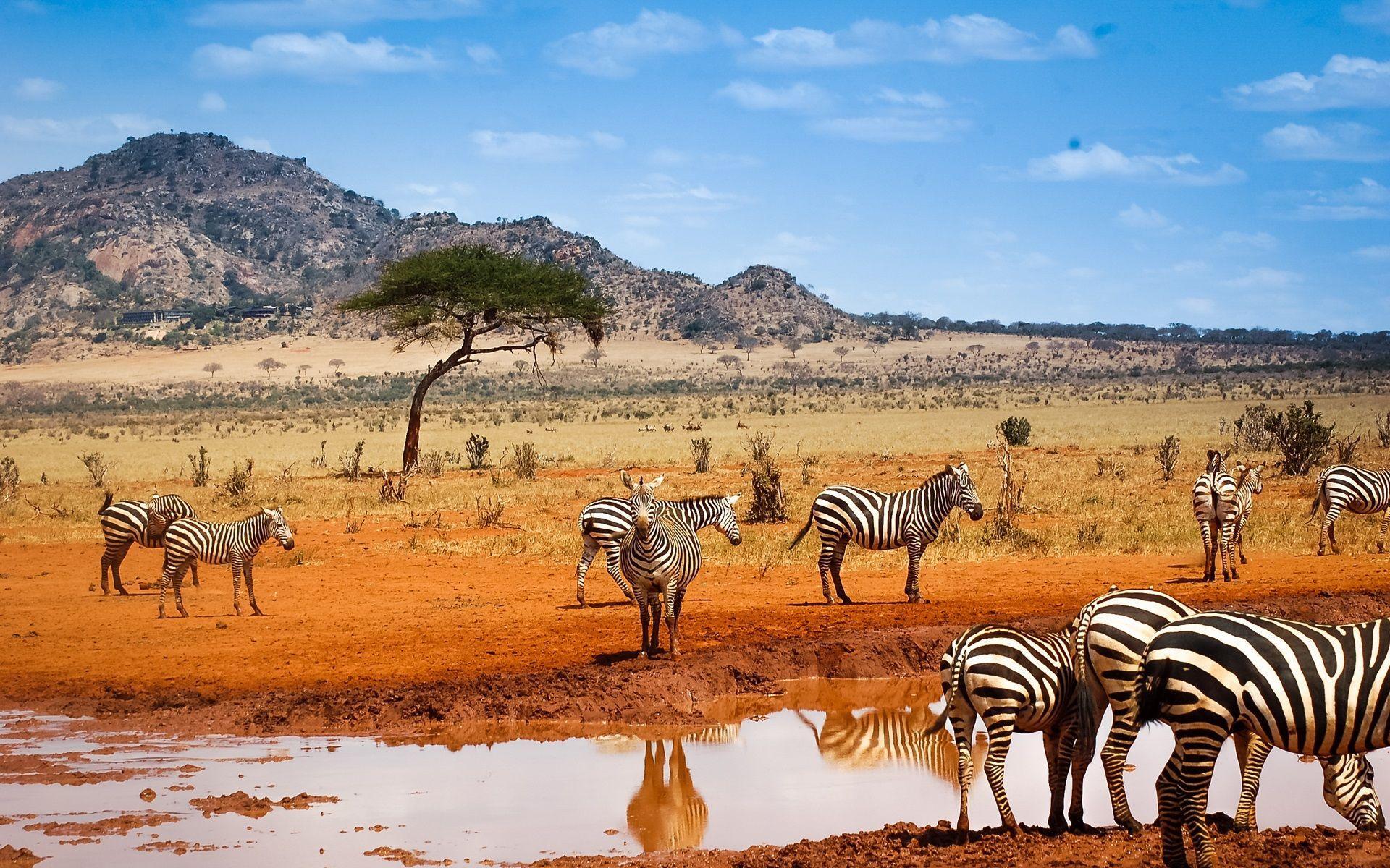 Visita Kenia: el corazón salvaje de África lleno de majestuosidad