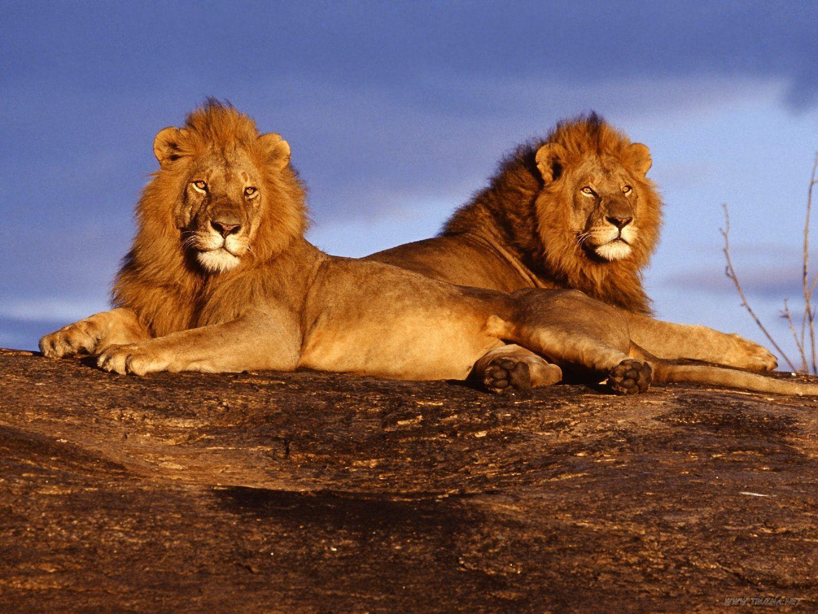 Kenya Wallpapers - Top Free Kenya Backgrounds - WallpaperAccess