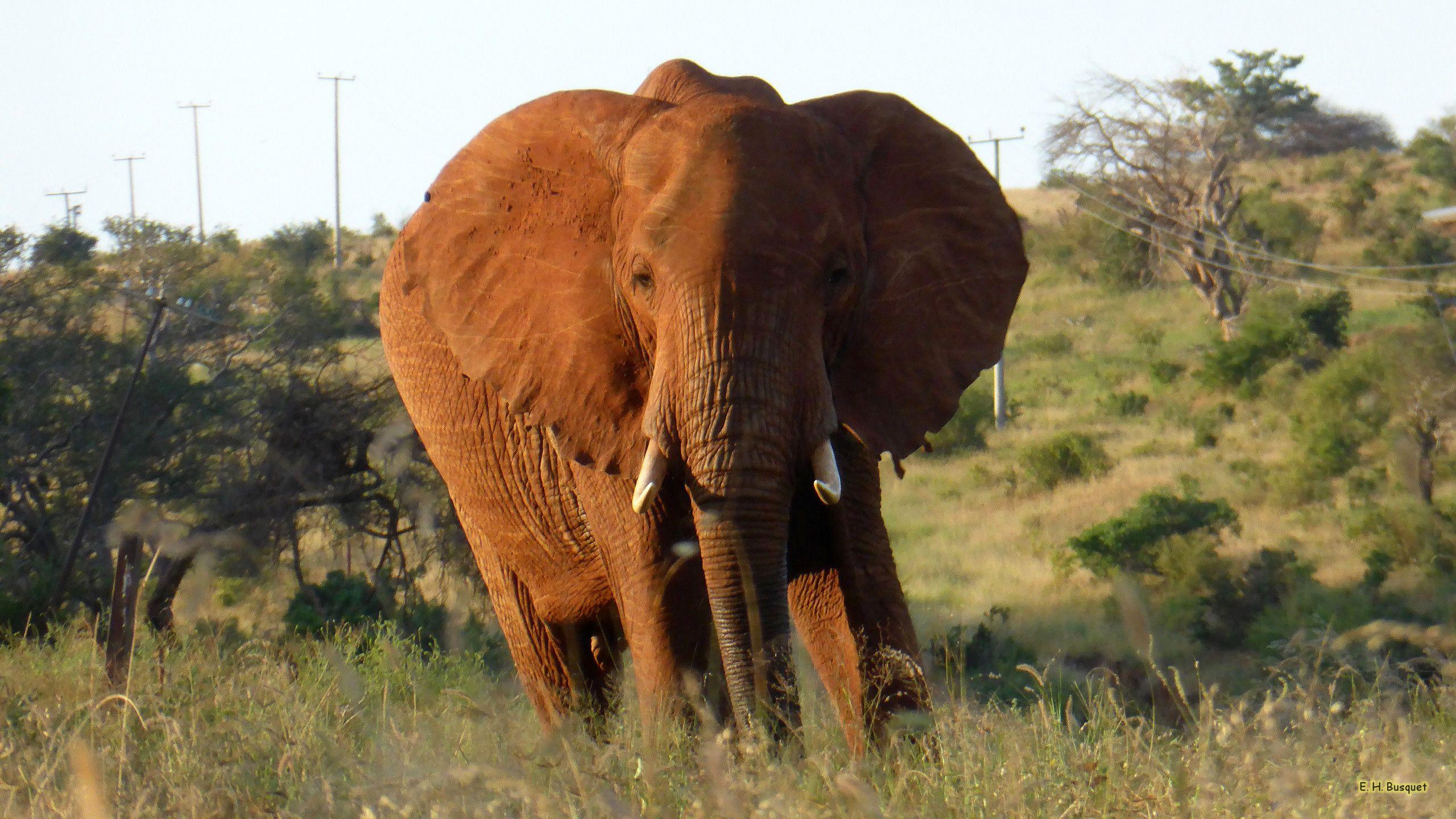 2560x1440 Elephant in Kenya. Barbaras HD Wallpaper
