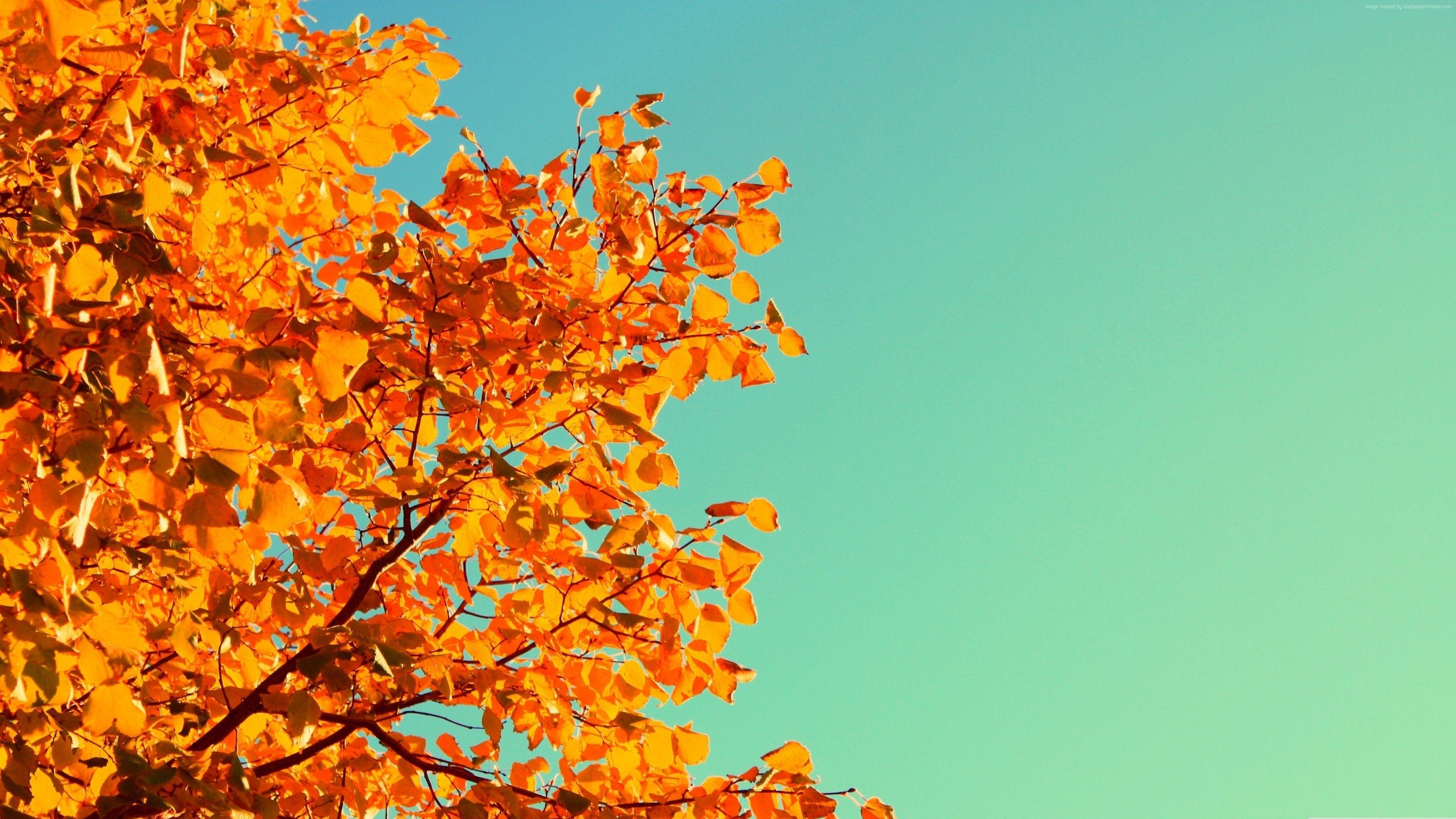 3840x2160 4K Fall Wallpaper (3840x2160)