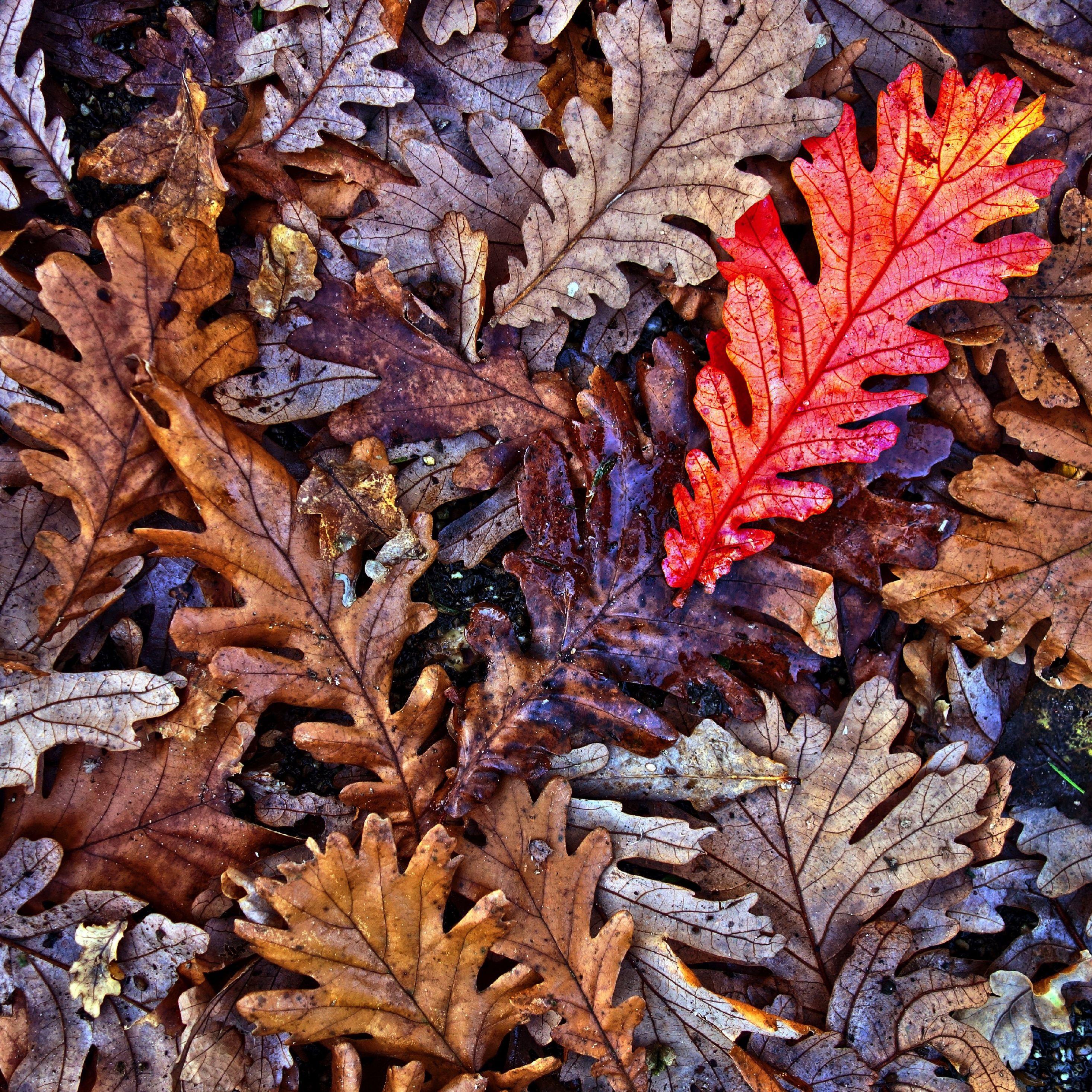 2932x2932 Wallpaper Oak Leaves, Fall, Autumn, 4k, Download Wallpaper