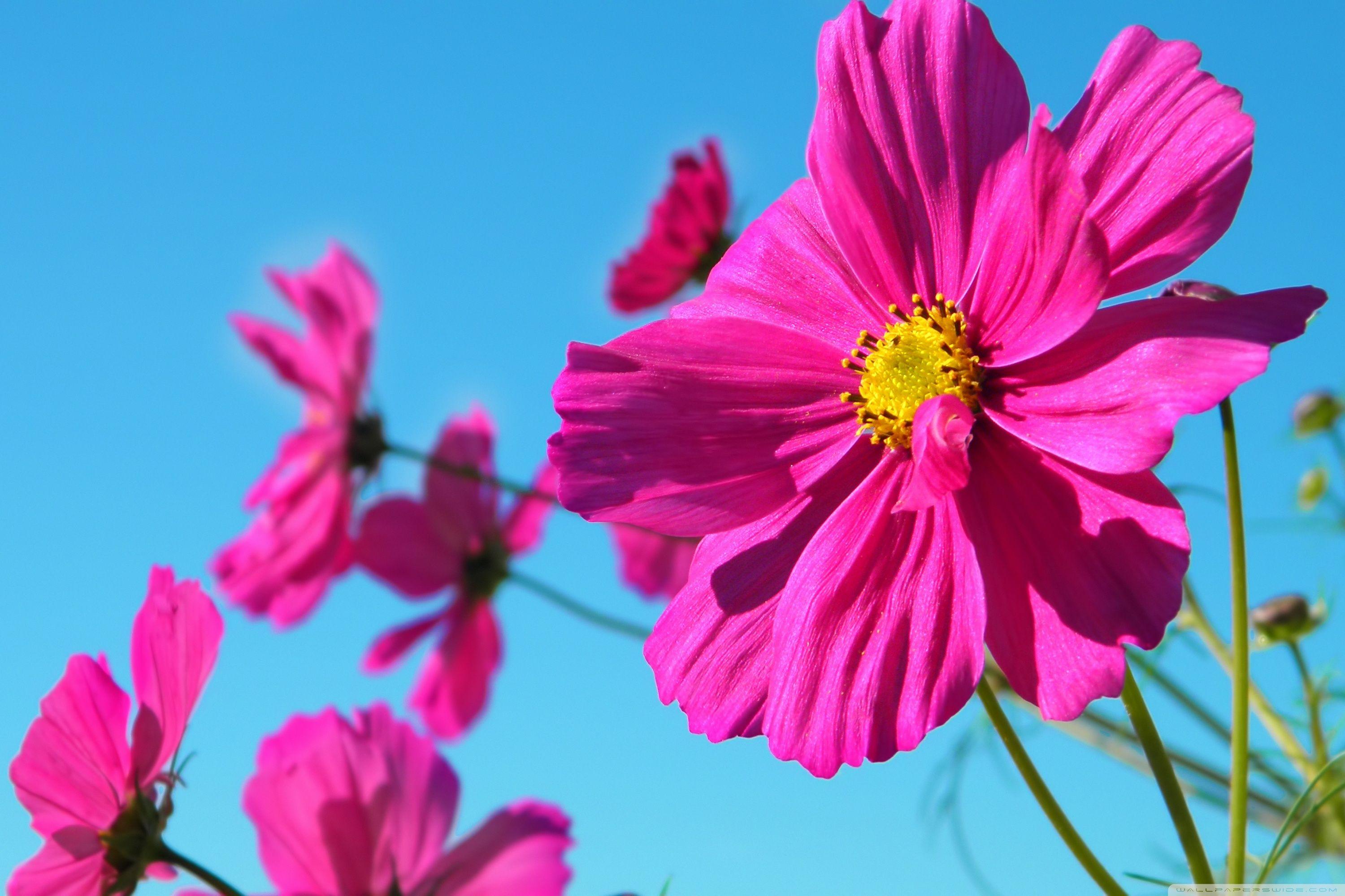 3000x2000 Pink Flower ❤ 4K HD Desktop Wallpaper for 4K Ultra HD TV