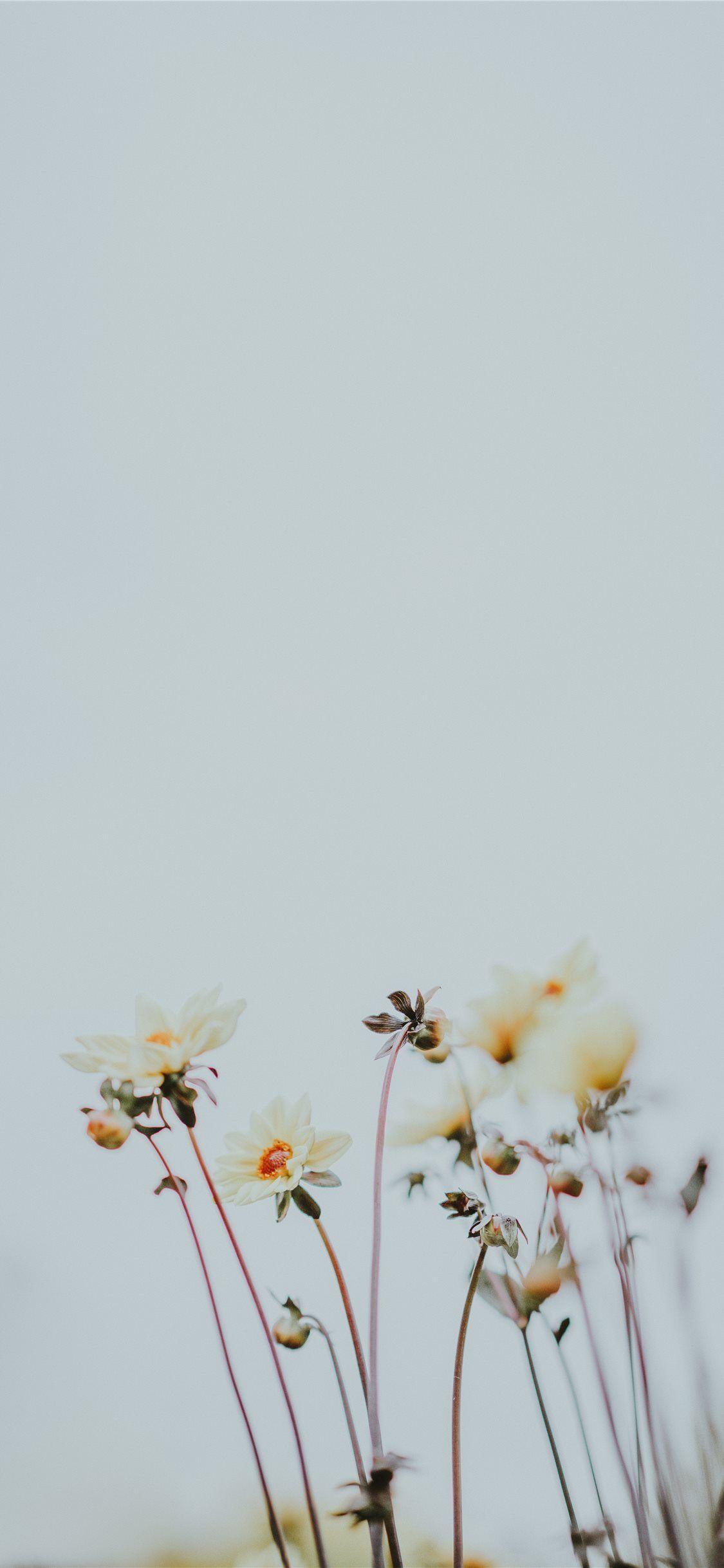 1125x2436 Teal Yellow Flower iPhone Wallpaper