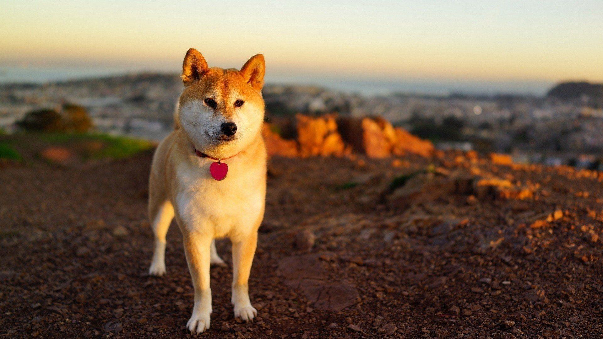 1920x1080 Download 1920x1080 Shiba Inu, Cute, Doge Meme, Dogs