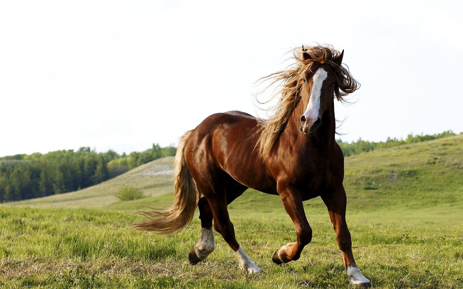 1920x1200 Horse Wallpaper Desk