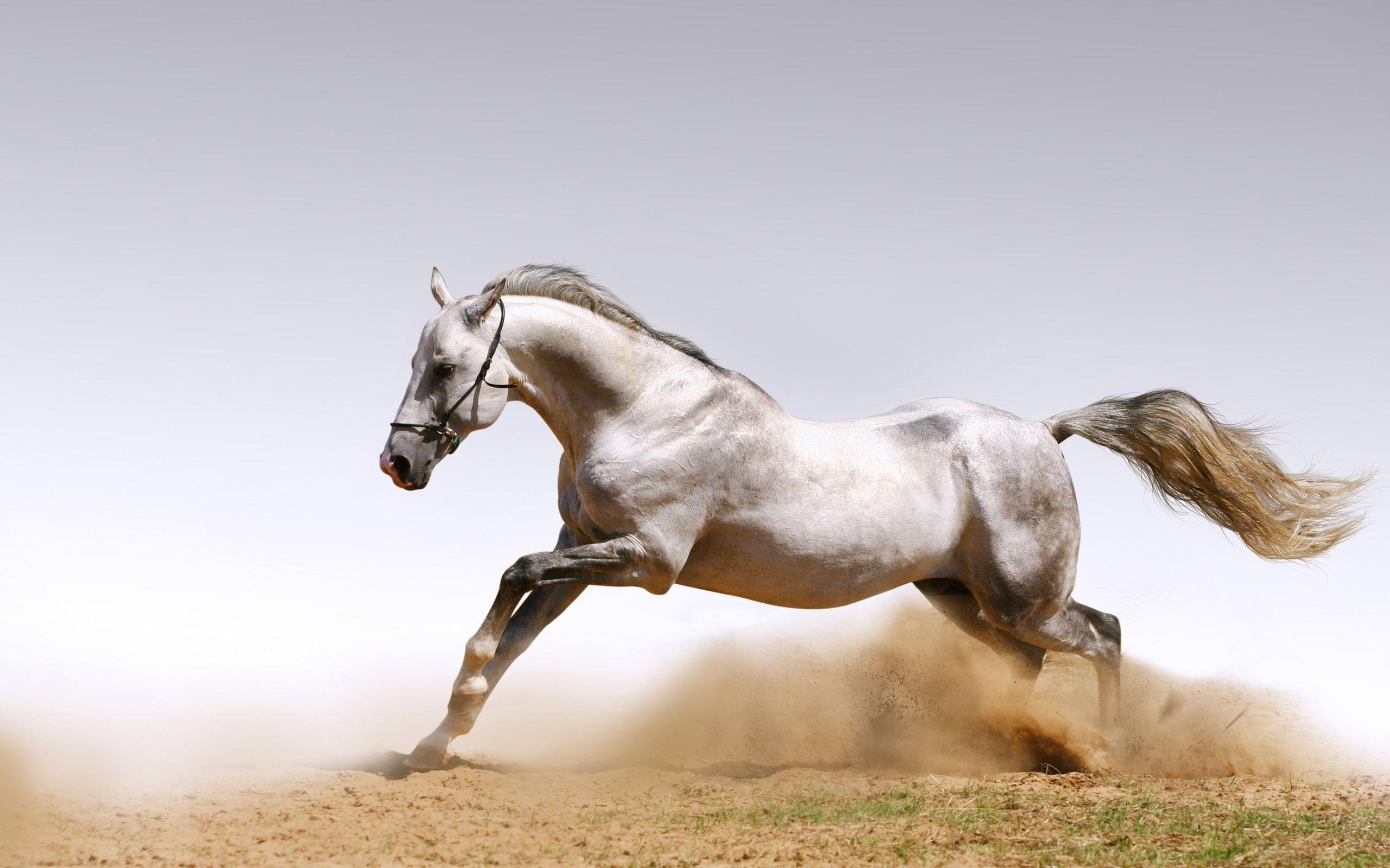 2560x1600 Free Desktop Wallpaper Horses