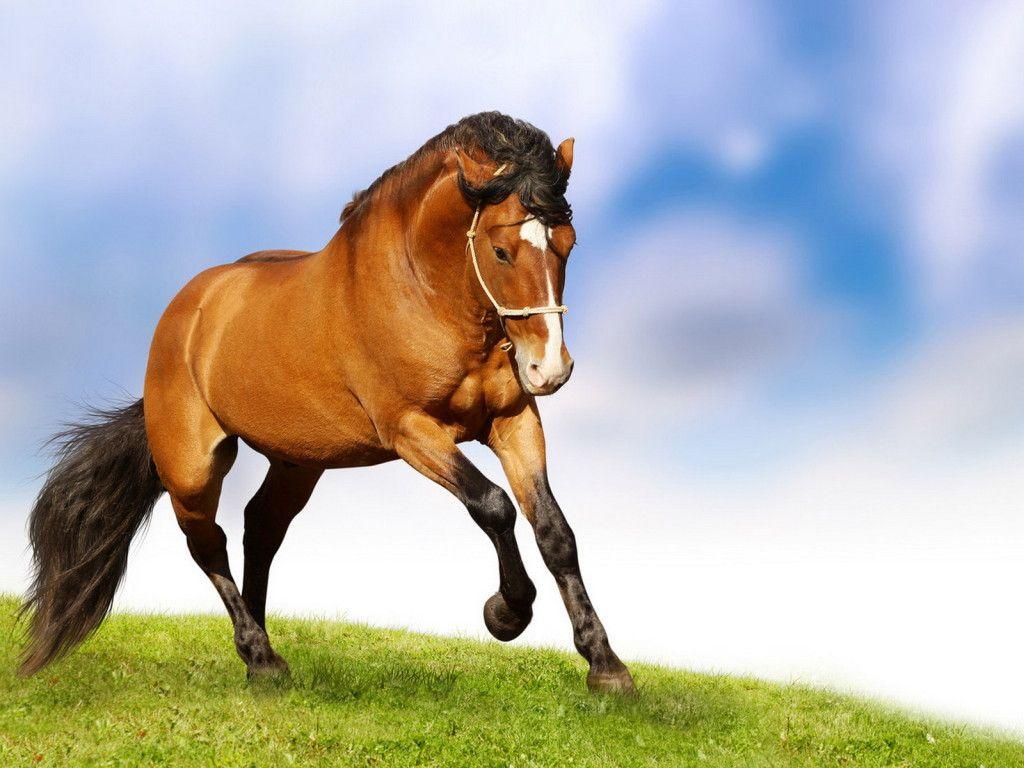 1024x768 horse desktop wallpaper horse desktop wallpaper horse