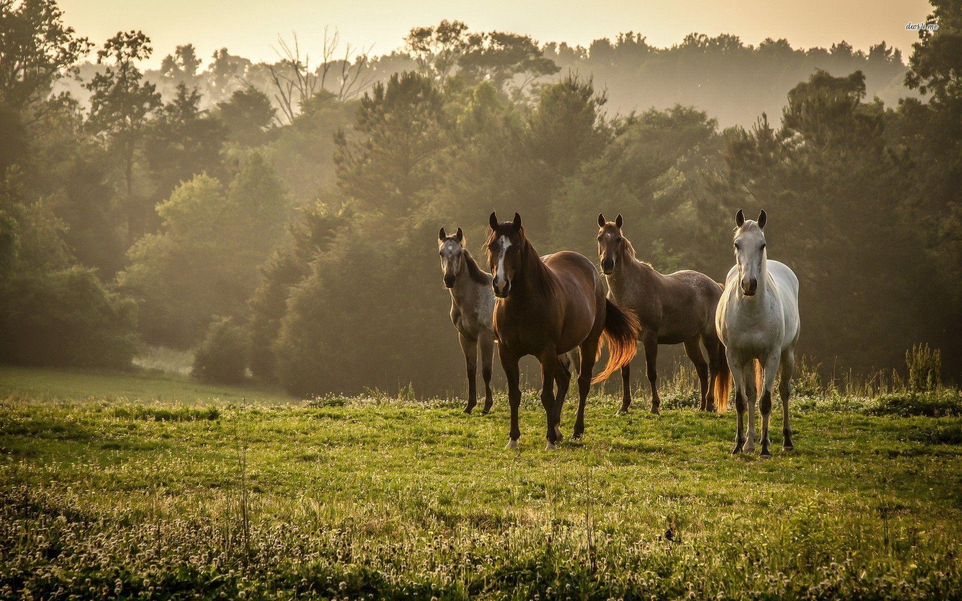 1920x1200 Horse Wallpaper High Resolution Background Horses