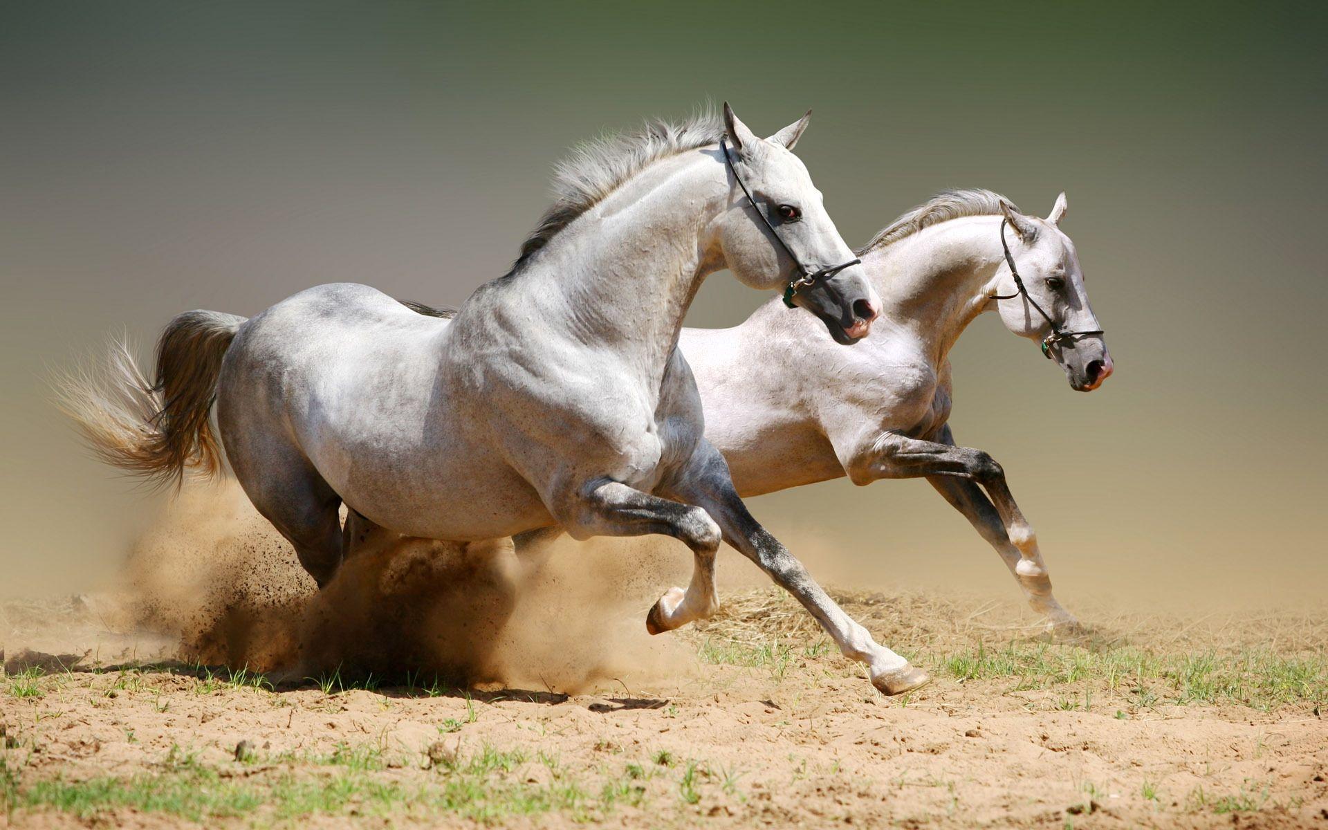 1920x1200 Beautiful HD Horse Wallpaper