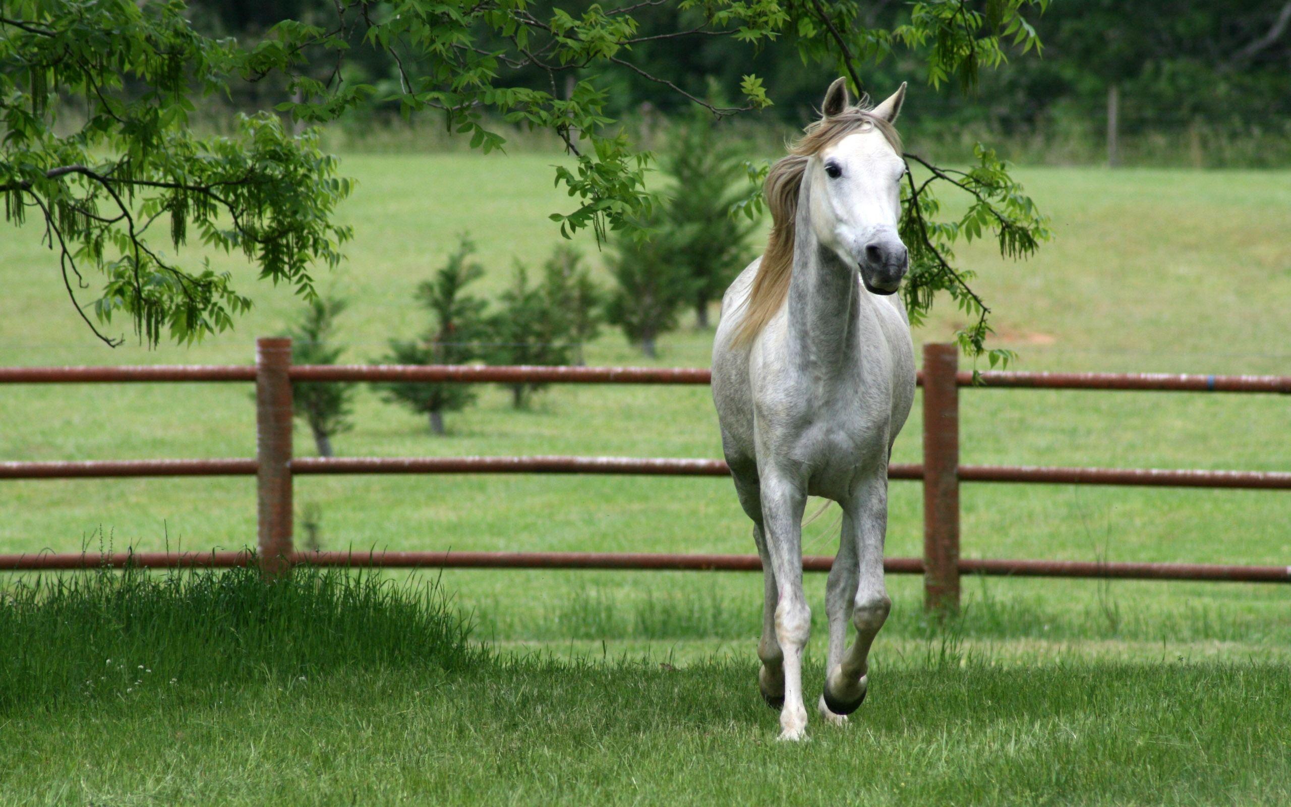 2560x1600 Horse desktop wallpaper Wallpaper Wallpaper 88700