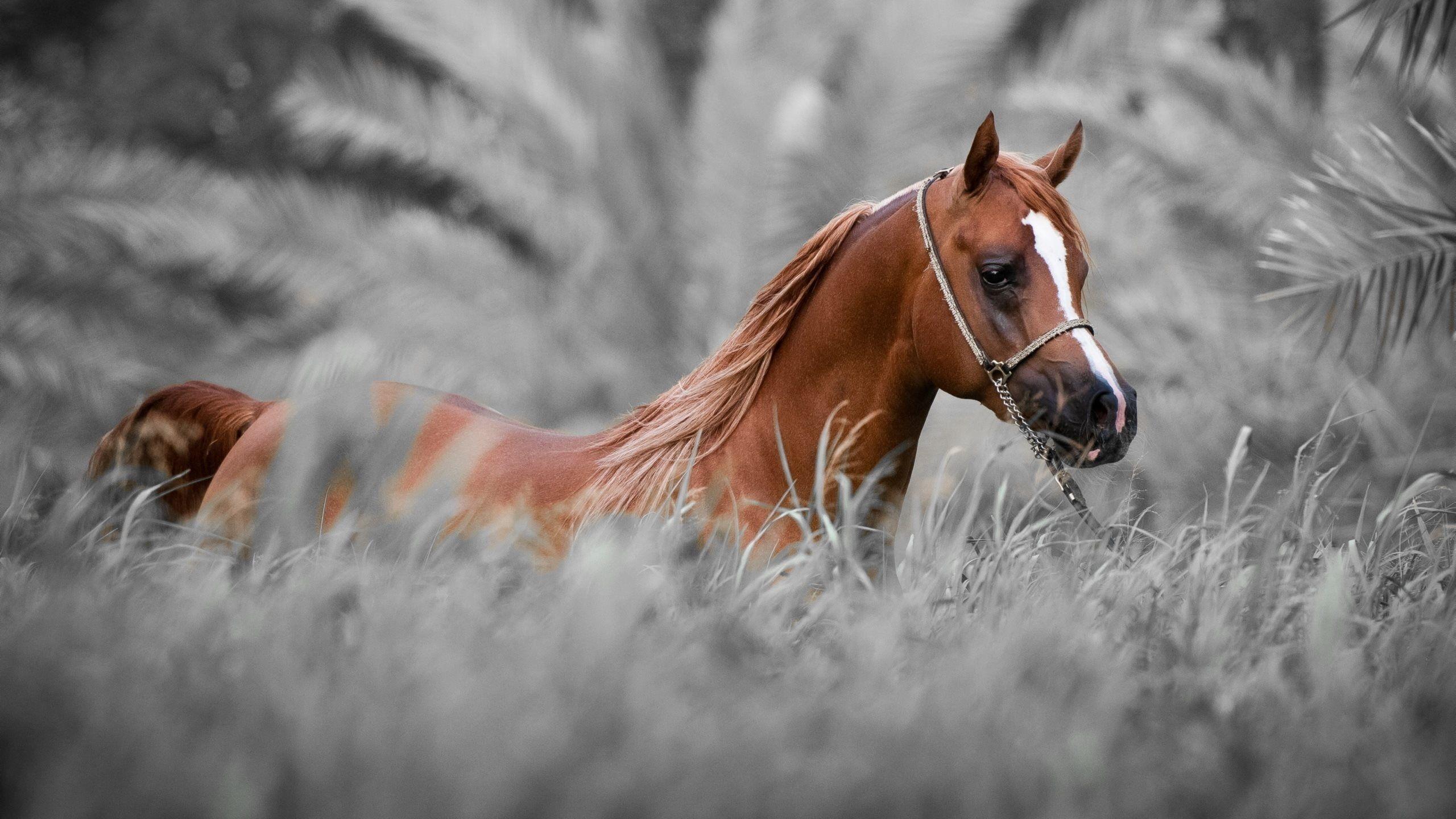 2560x1440 Adorable Horse HD Picture, Horse Wallpaper HD 35