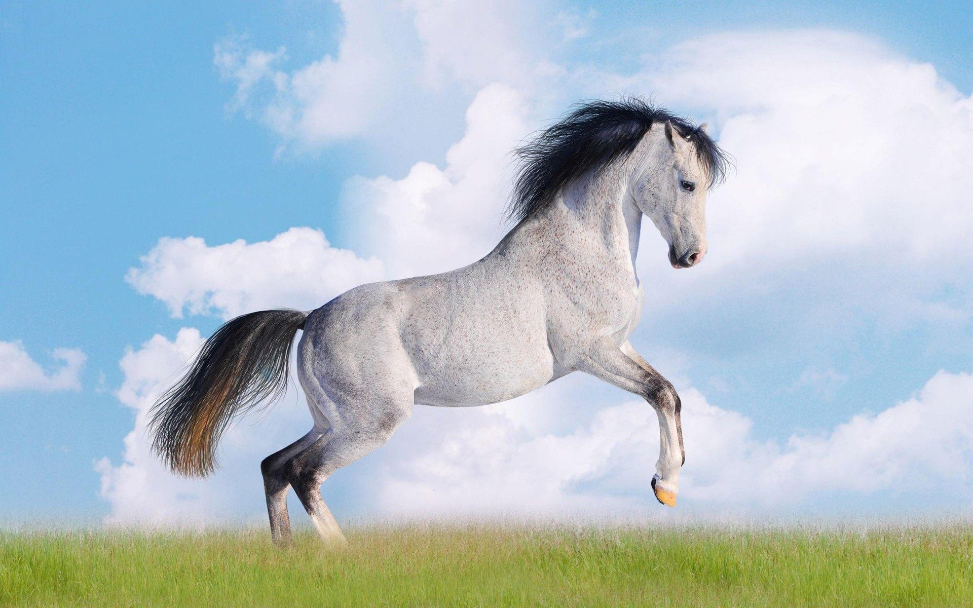 1920x1200 White Horse Desktop Wallpaper HD free download for windows