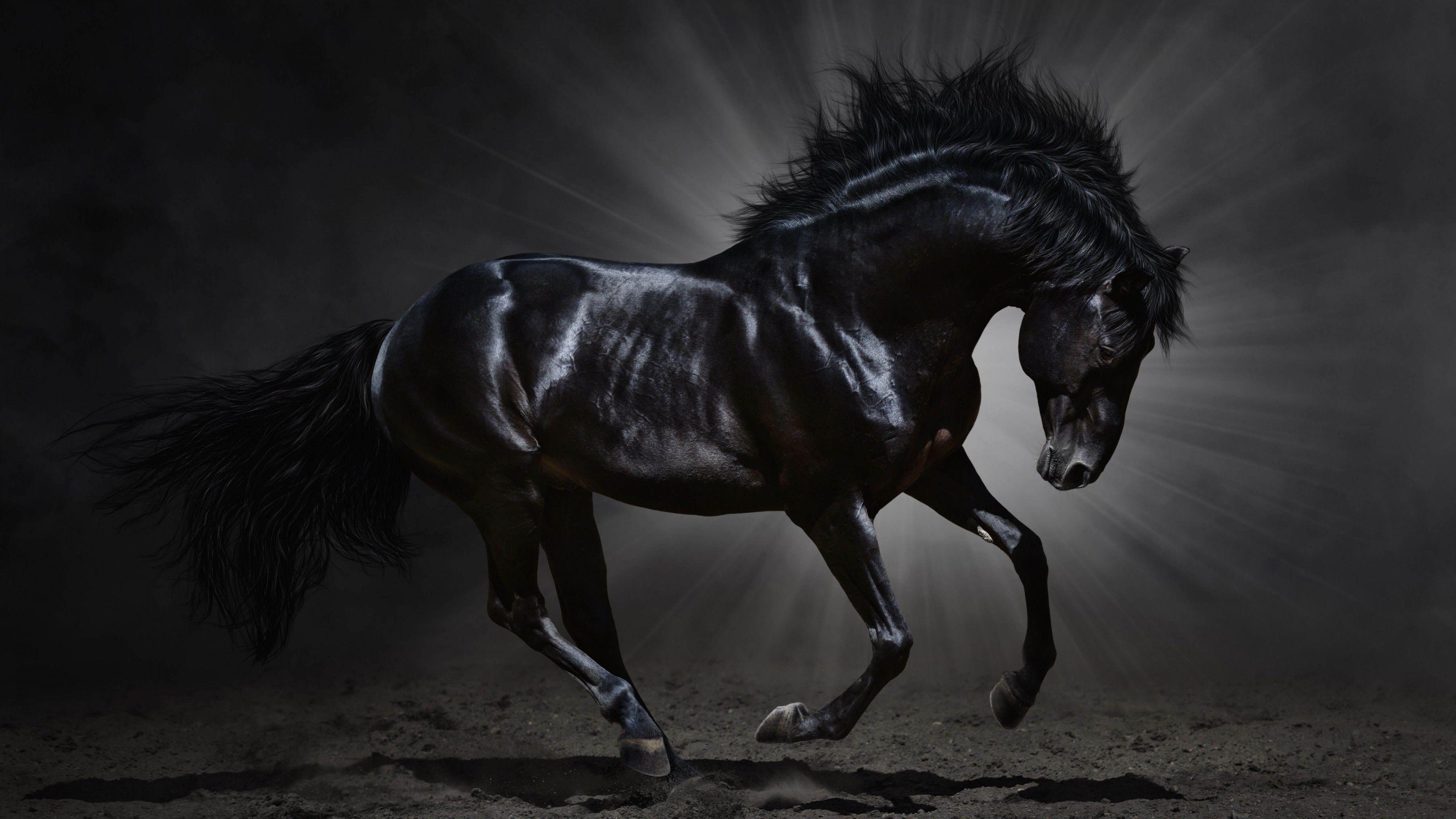 3840x2160 Black Horse Wallpaper