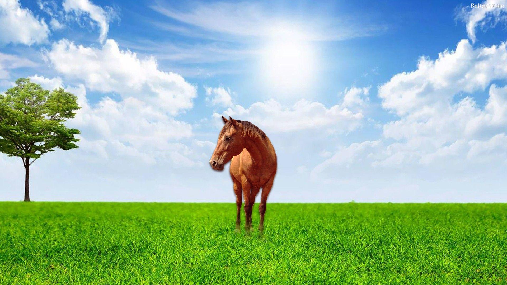 1920x1080 Horse Desktop Wallpaper 30517