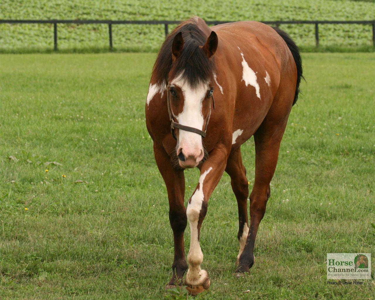 1280x1024 Pinto Horse Desktop Wallpaper