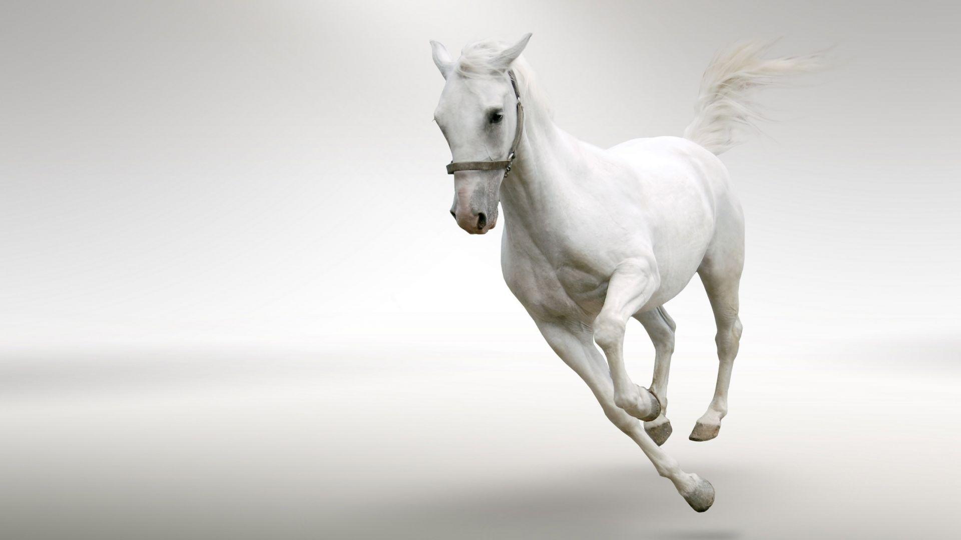1920x1080 Horse Wallpaper