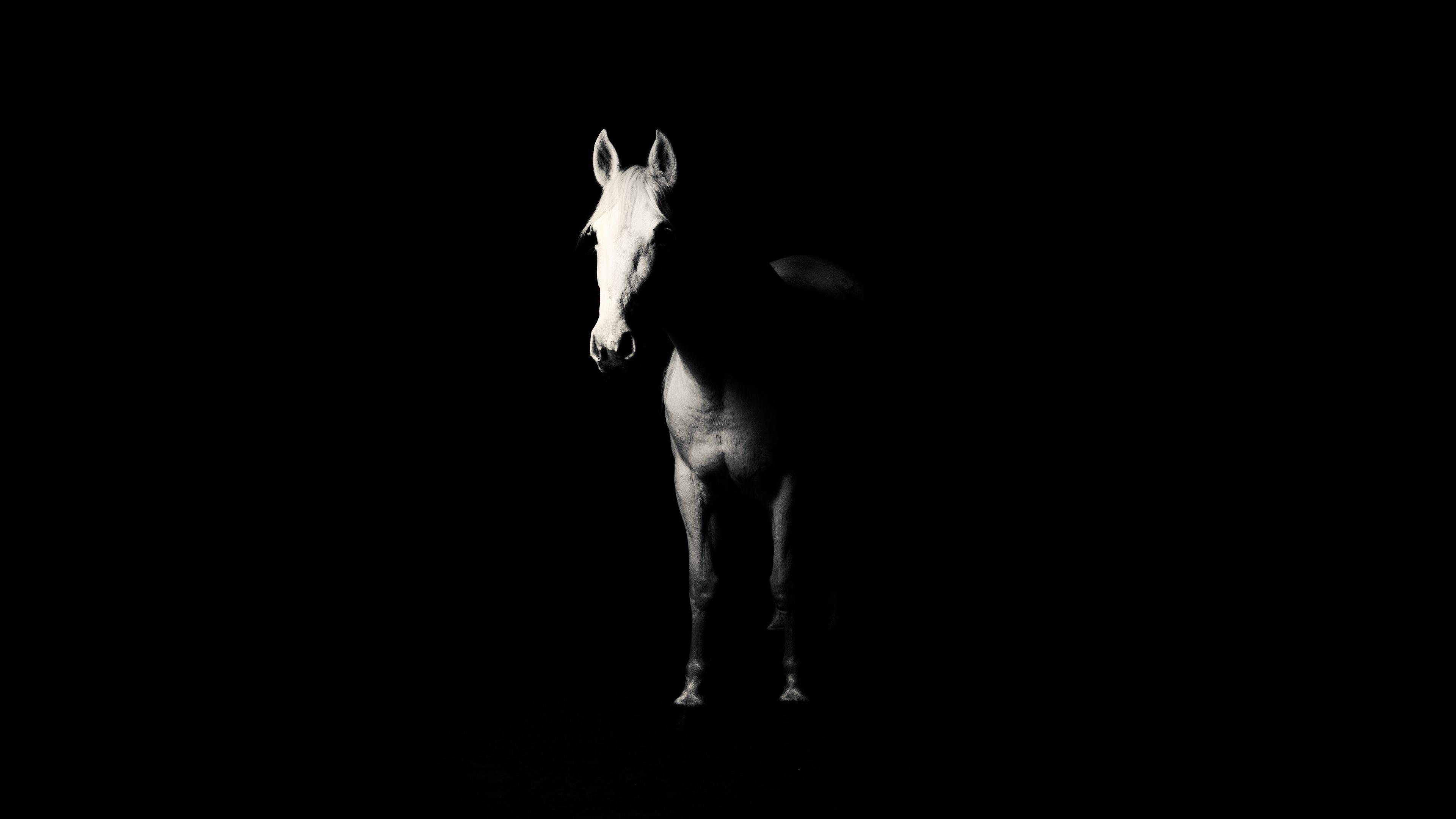 3840x2160 4K Dark Horse Wallpaper HD