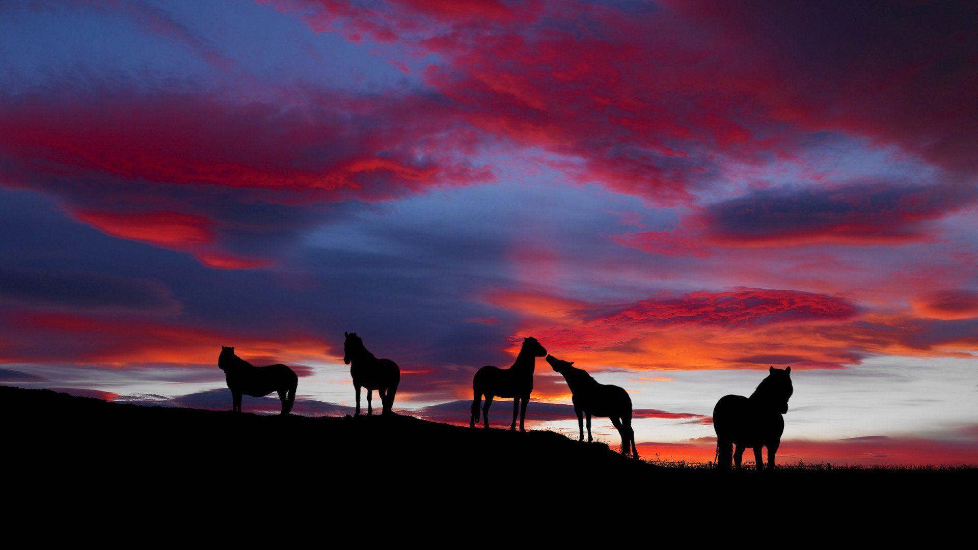 1920x1080 Horse HD Wallpaper and Background Image