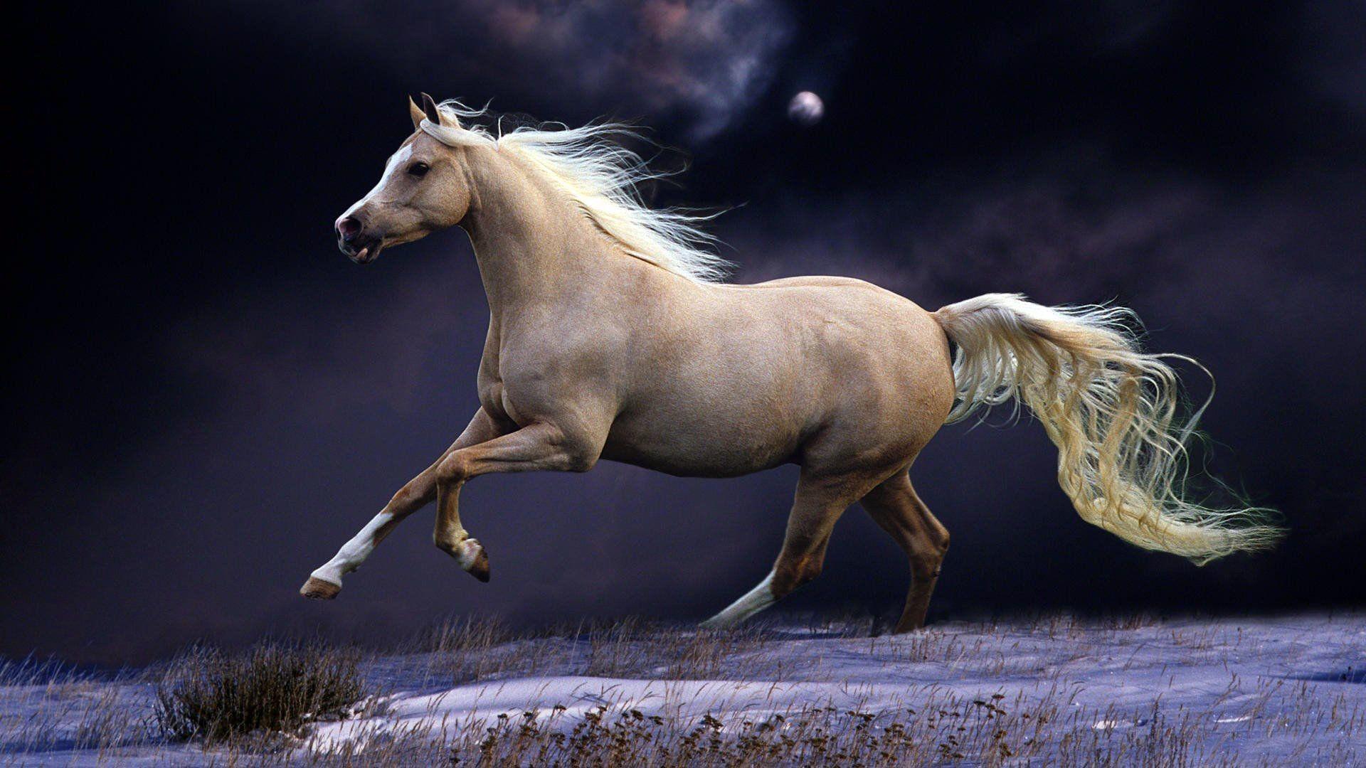 1920x1080 Arabian Horse Wallpaper background picture