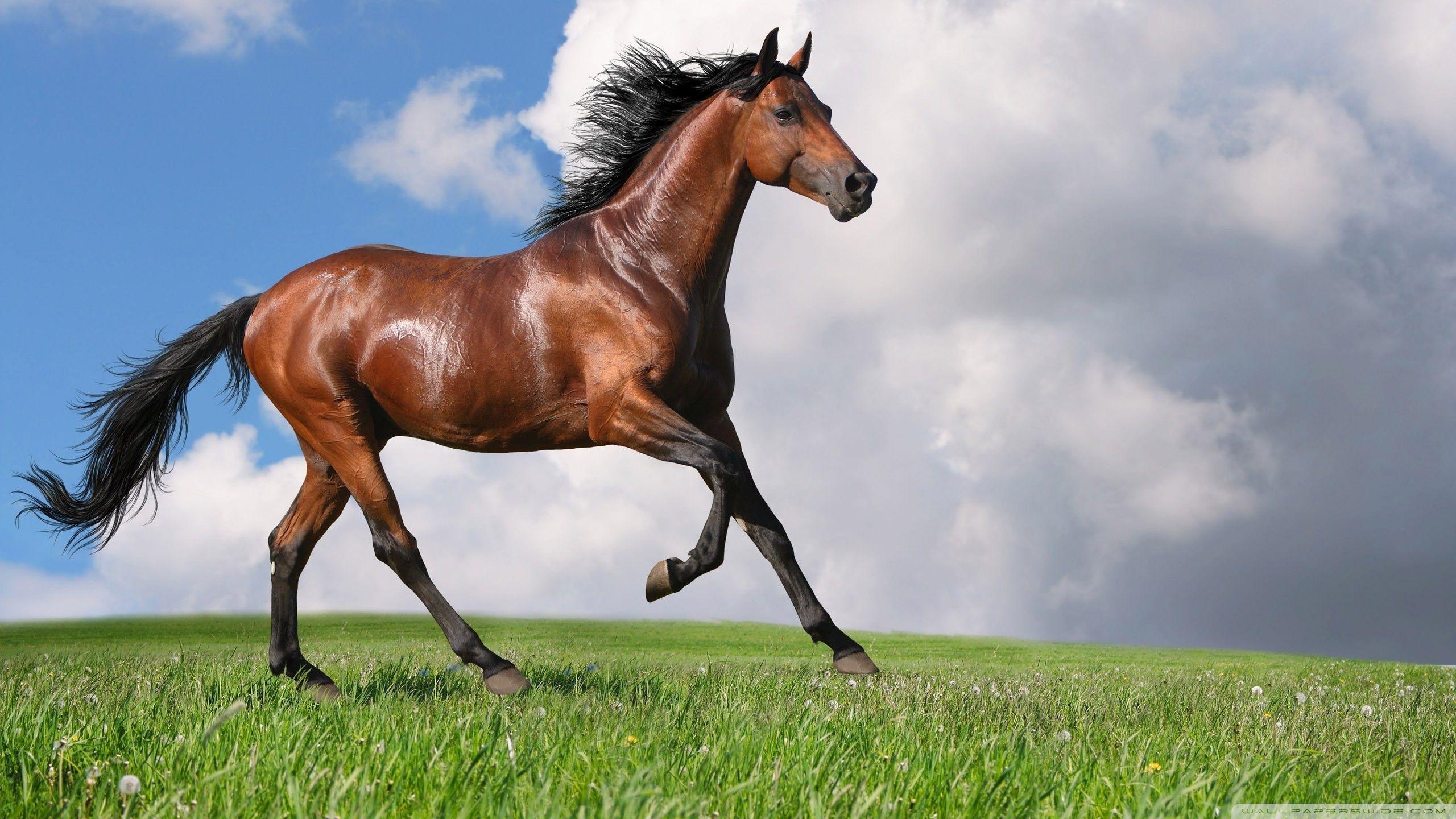 Horse Desktop Wallpapers - Top Free Horse Desktop Backgrounds ...