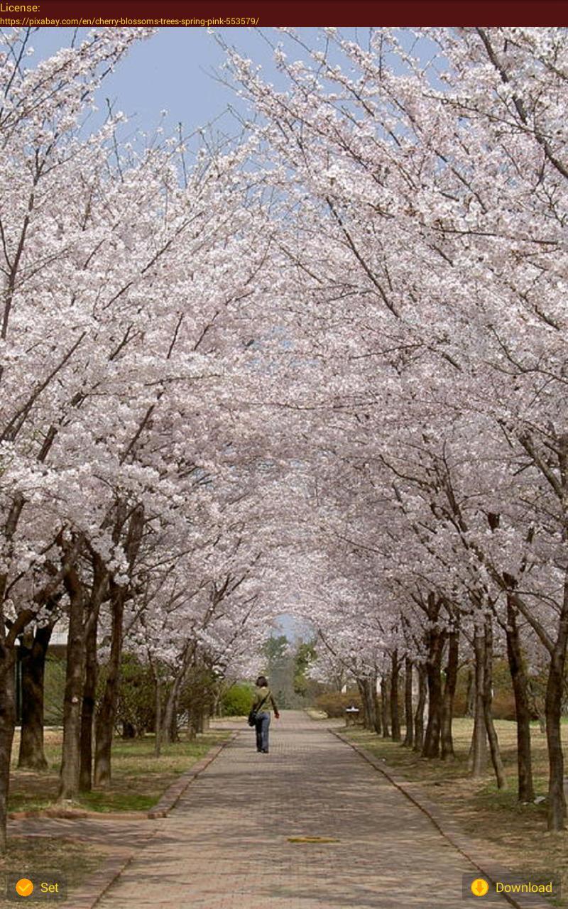 Korean Flower Wallpapers - Top Free Korean Flower Backgrounds