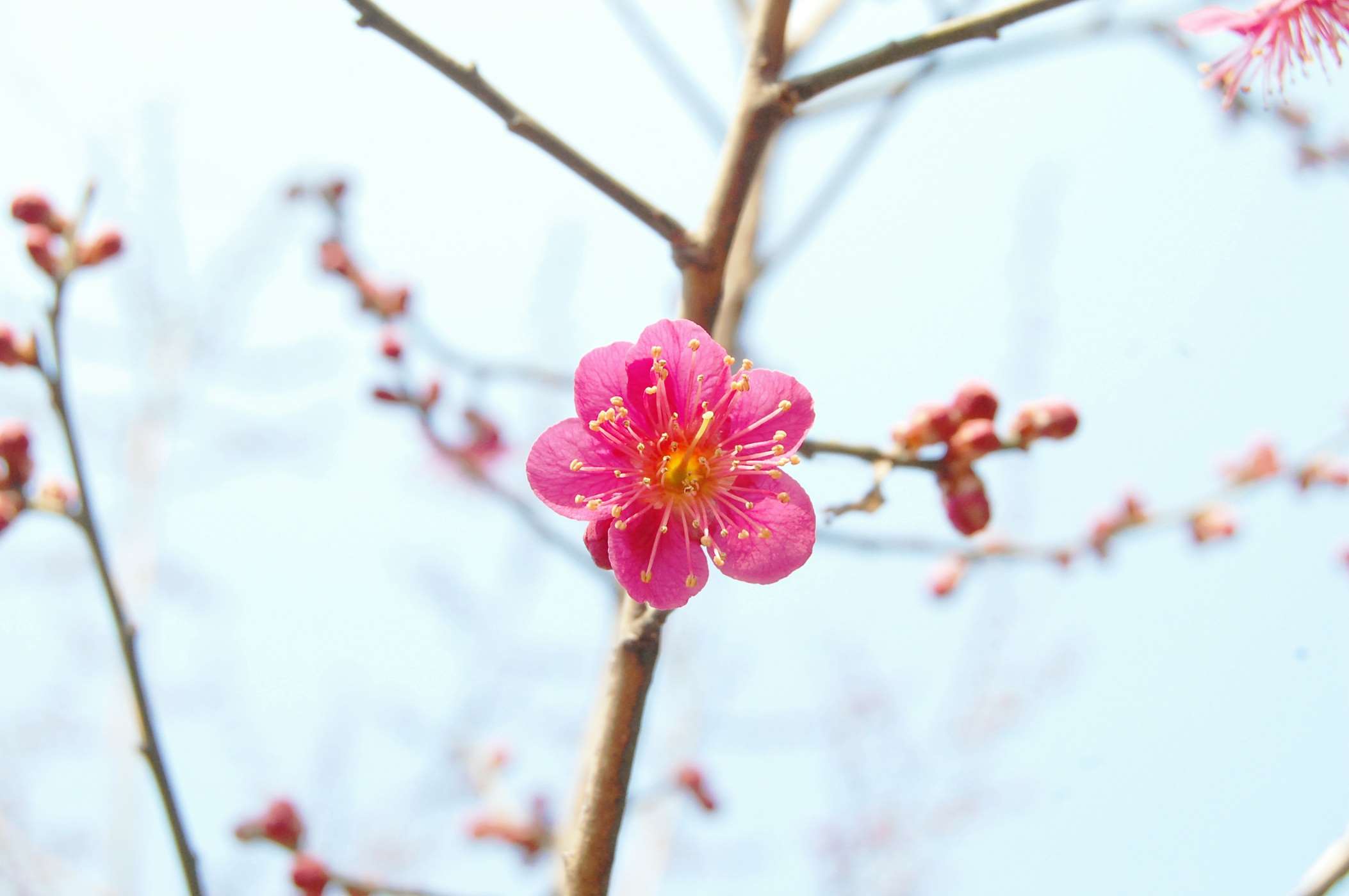 2106x1400 april, blossom, bright, cherry blossom, crush