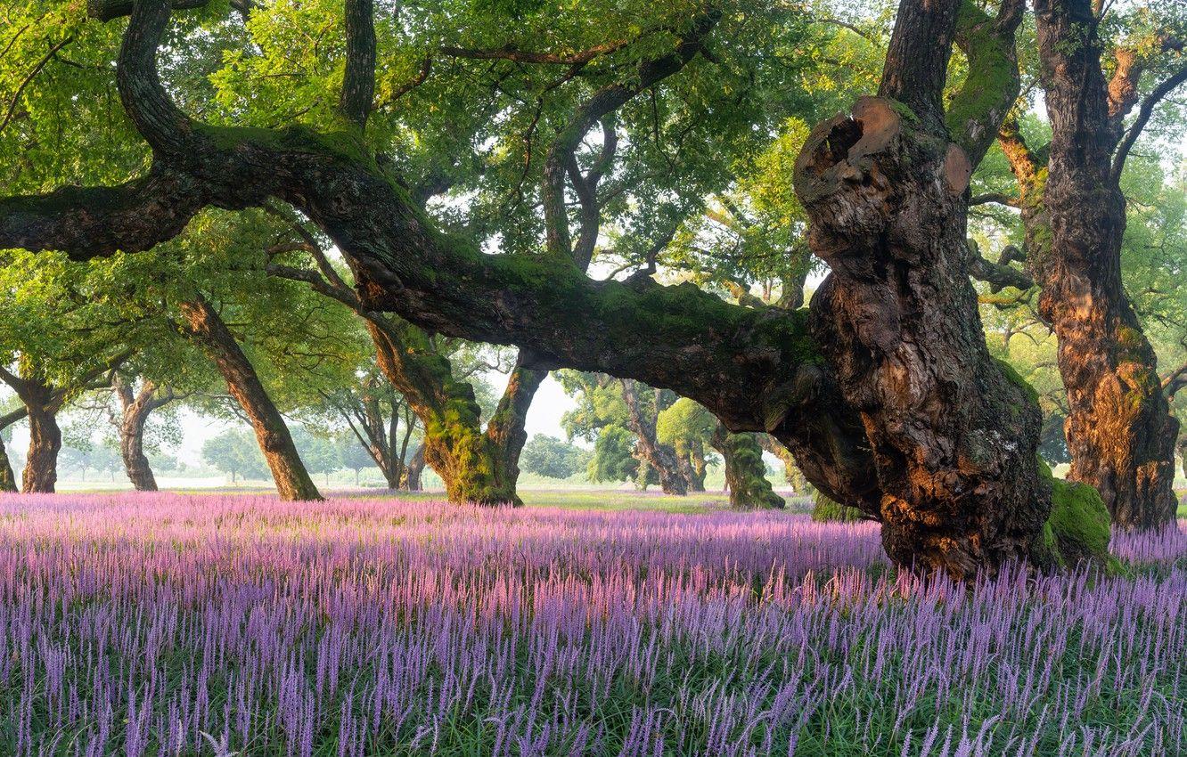 1332x850 Wallpaper trees, landscape, nature, Park, vegetation