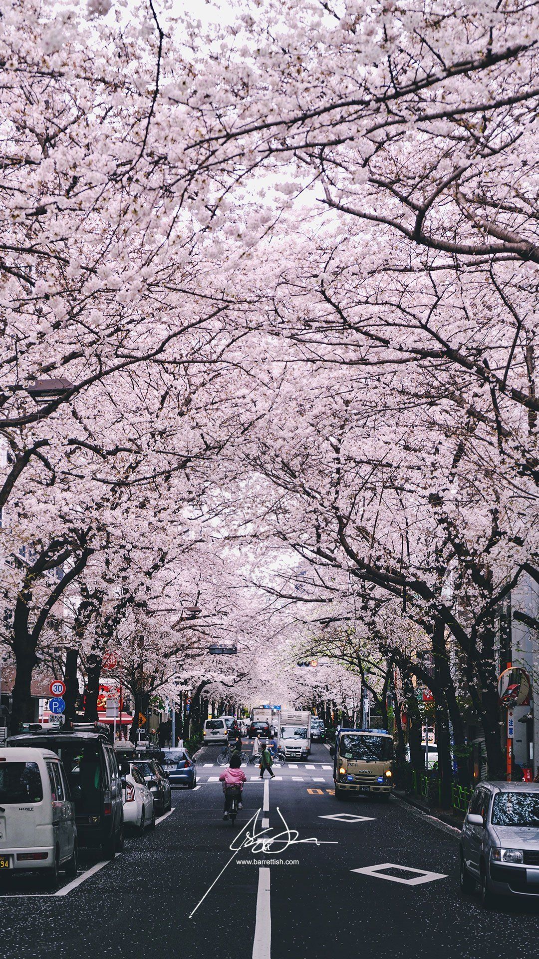 1080x1920 Free Japanese Cherry Blossom Smartphone Wallpaper