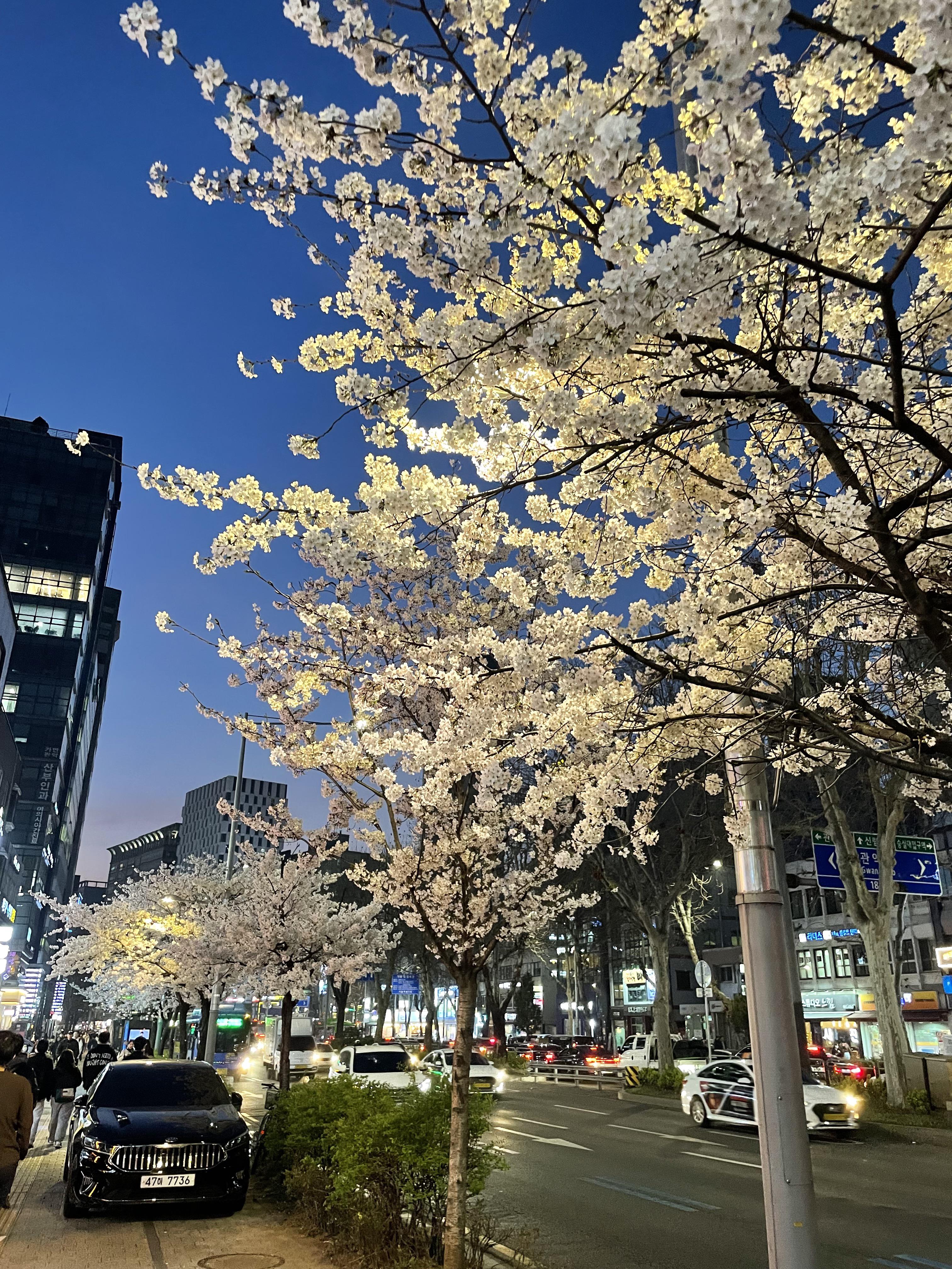 3024x4032 Sakura near Seoul National University