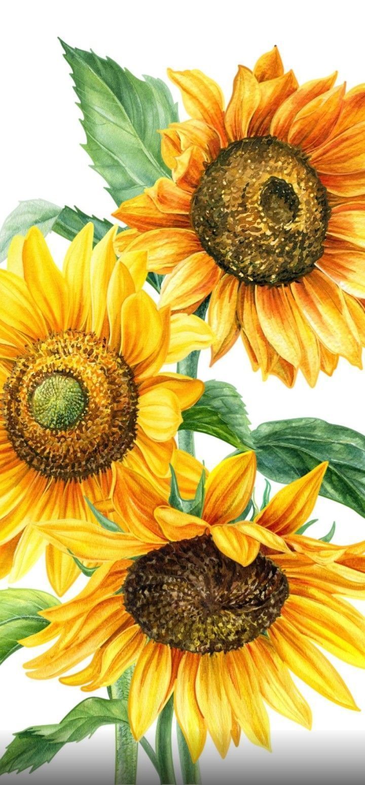 720x1546 Sunflower Painting Wallpaper