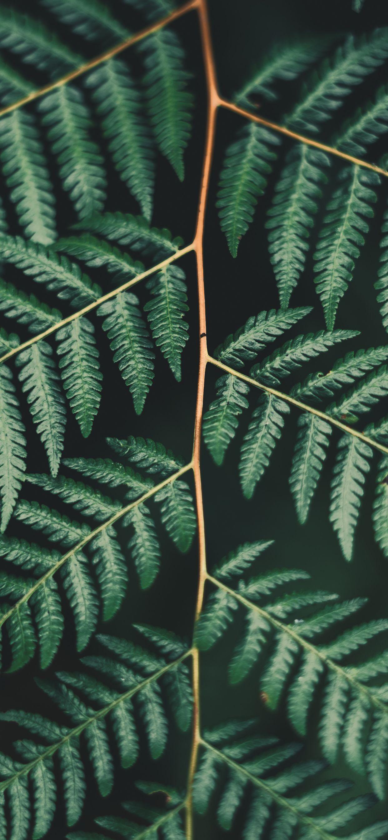 1242x2688 Leaf, Botany, Plants, Vascular Plant, Illustration Wallpaper