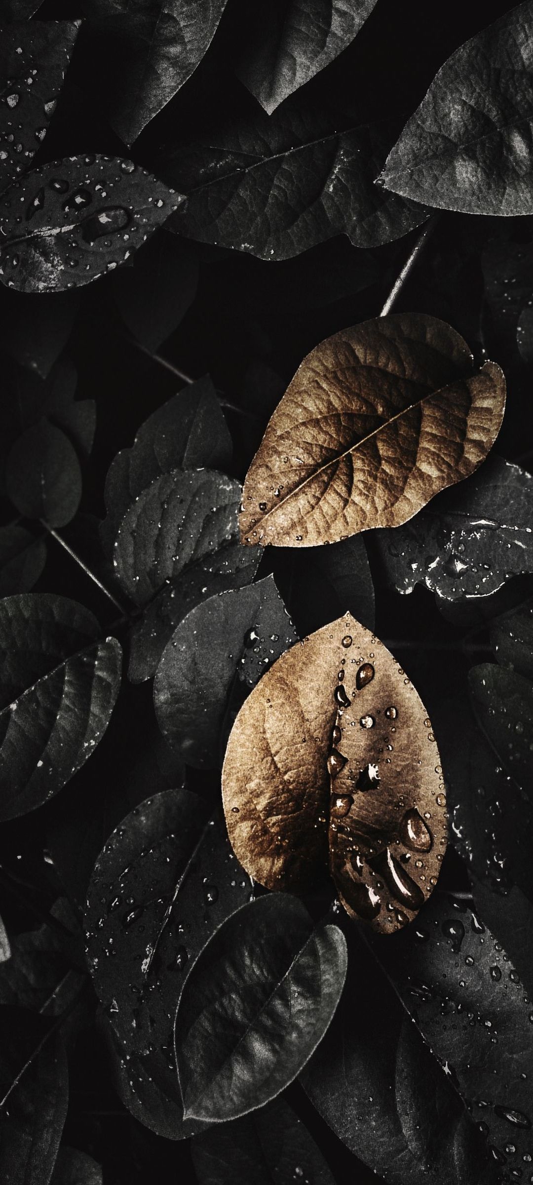 1080x2400 Wallpaper Leaf, Plant, Black, Water