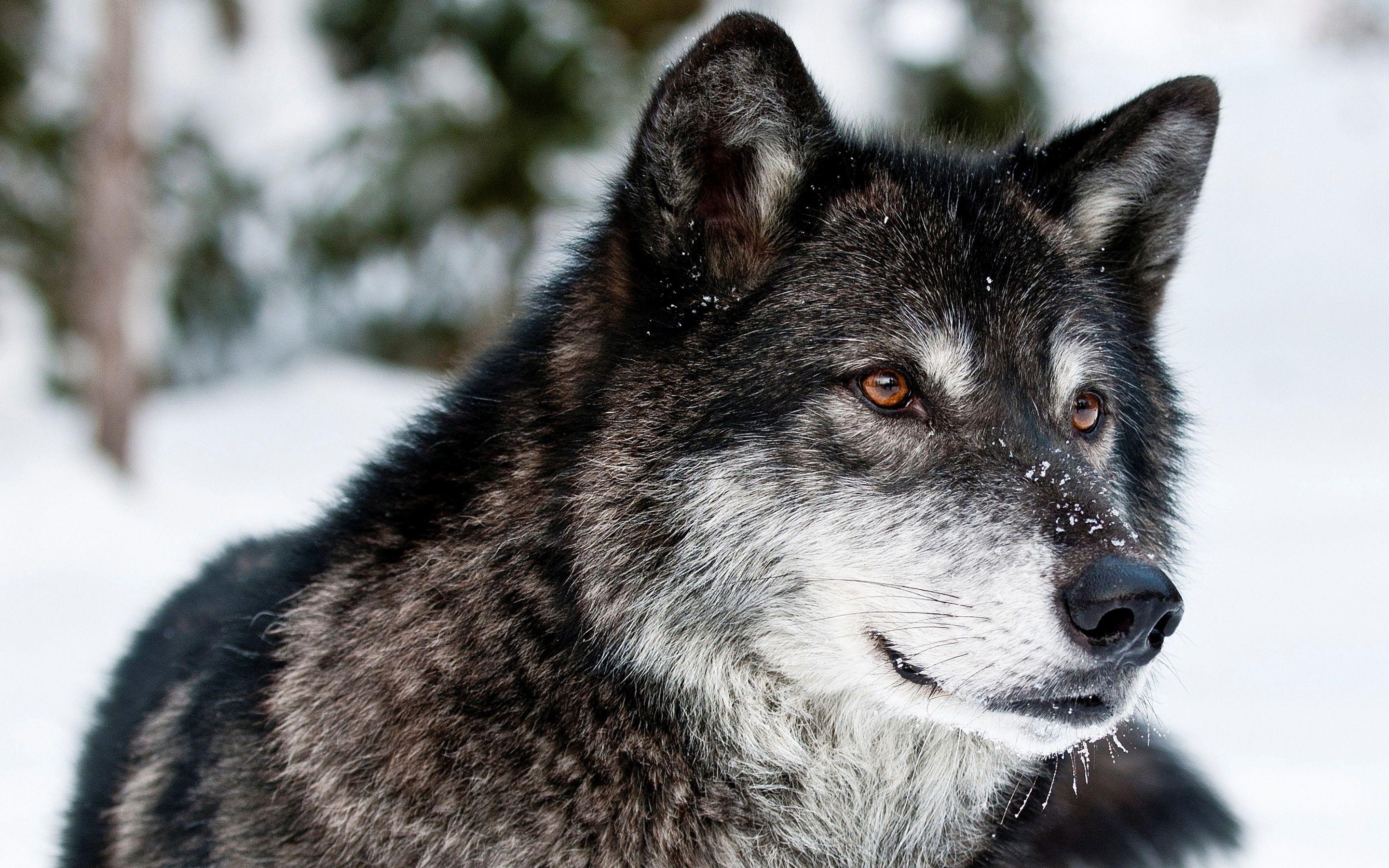 2880x1800 Wallpaper.wiki Gray Wolf Picture 2880x1800 PIC WPE0014060