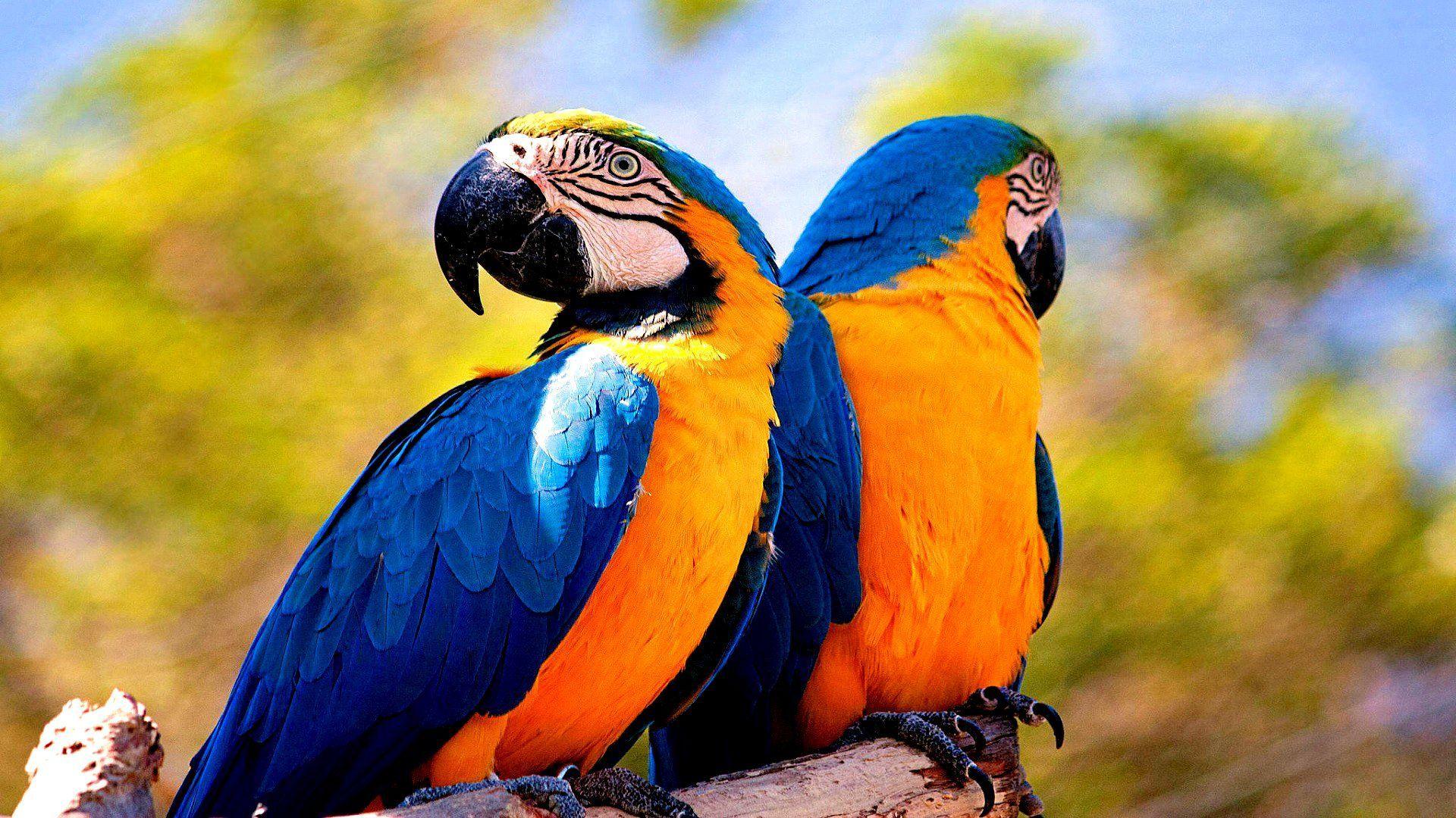 1920x1080 Macaw Wallpaper CCSG2B, 385.66 Kb