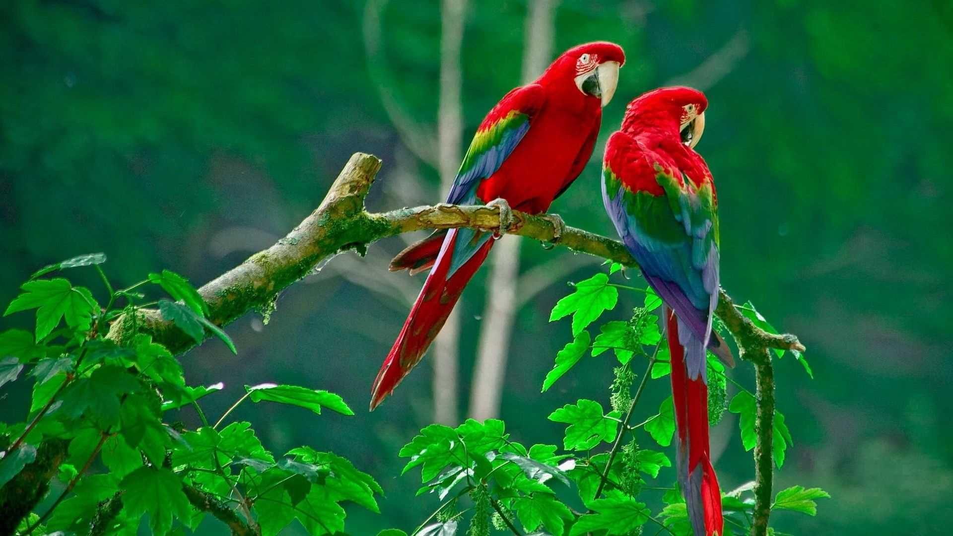 1920x1080 Macaw Wallpaper, Amazing Macaw Wallpaper Collection NMgnCP