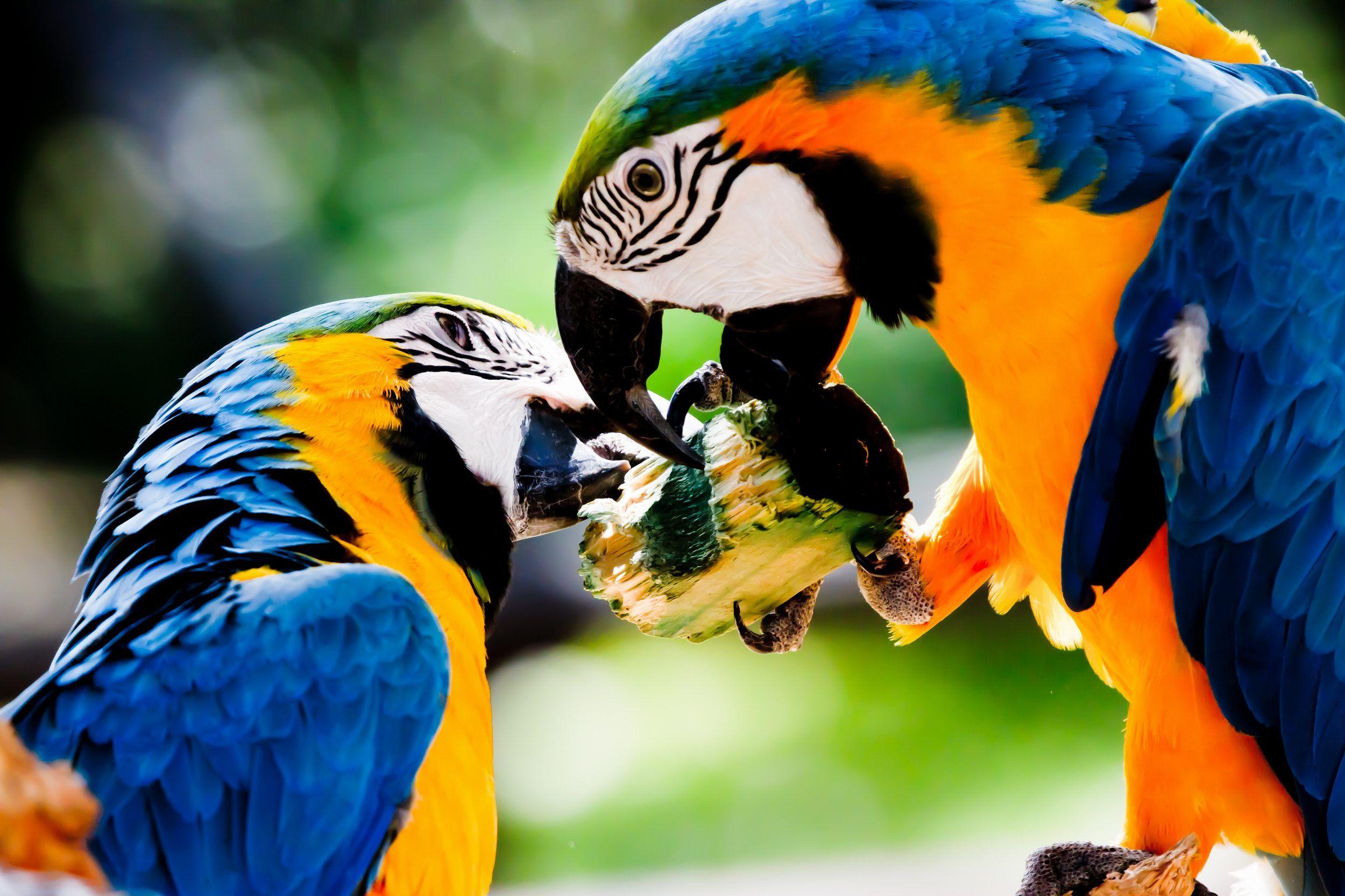 2500x1666 Free Macaw Wallpaper