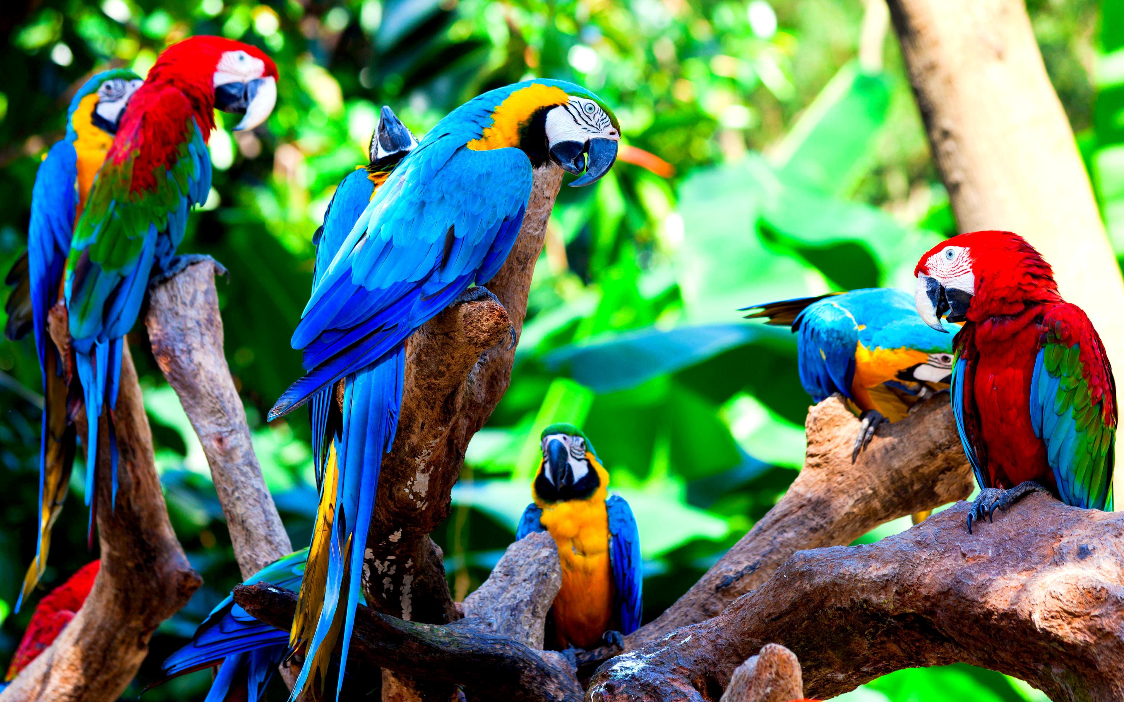 3840x2400 Macaw Wallpaper