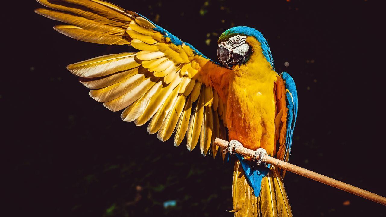 1280x720 Wallpaper Macaw, Parrot, Bird, HD, 4K, Animals