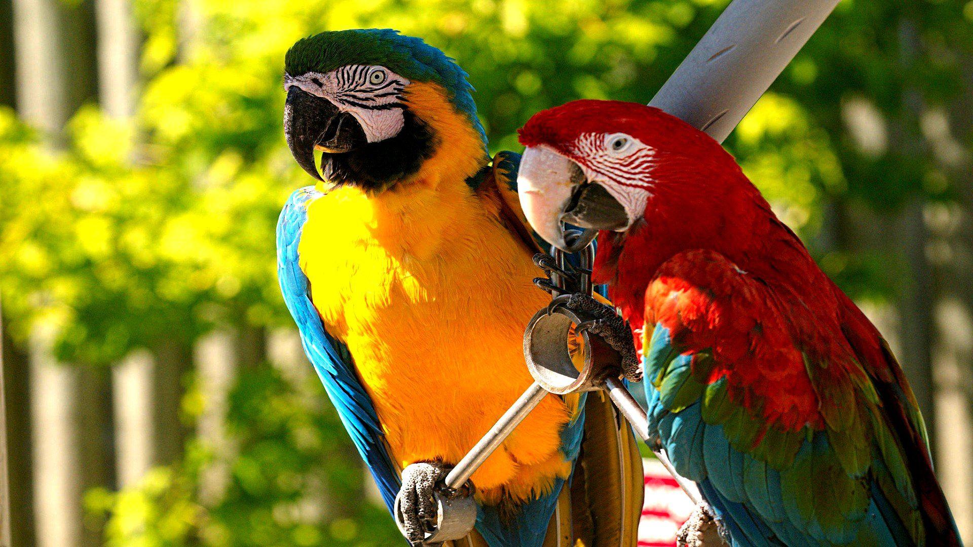 1920x1080 Macaw Wallpaper #V51ME86