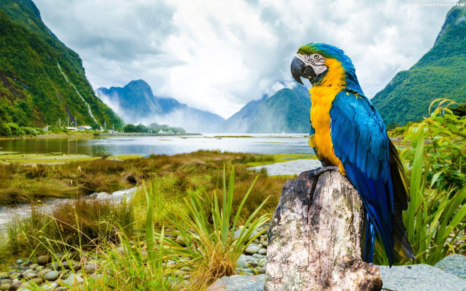 1920x1200 Macaw Wallpaper 9 X 1200