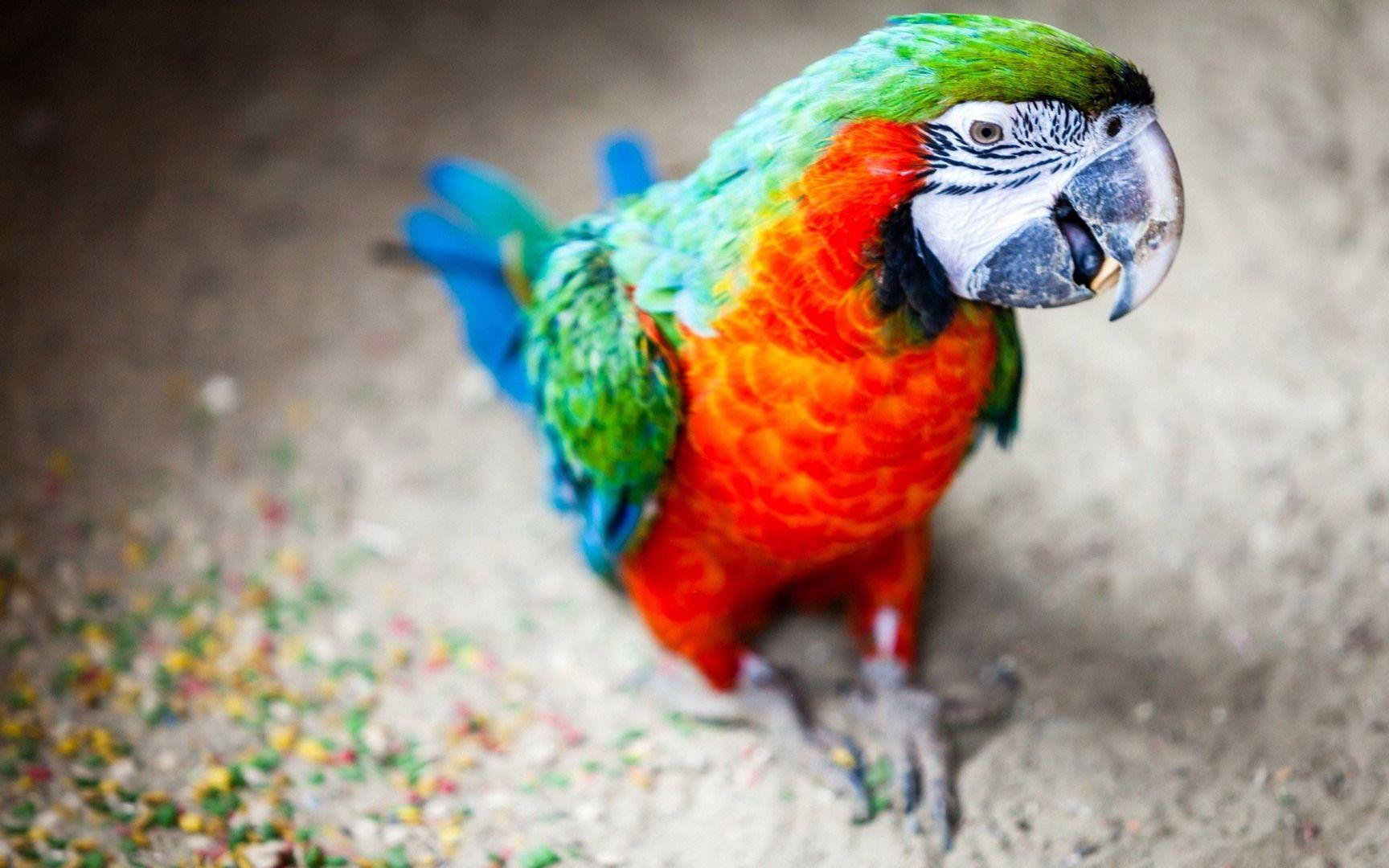 1728x1080 Macaw Wallpaper